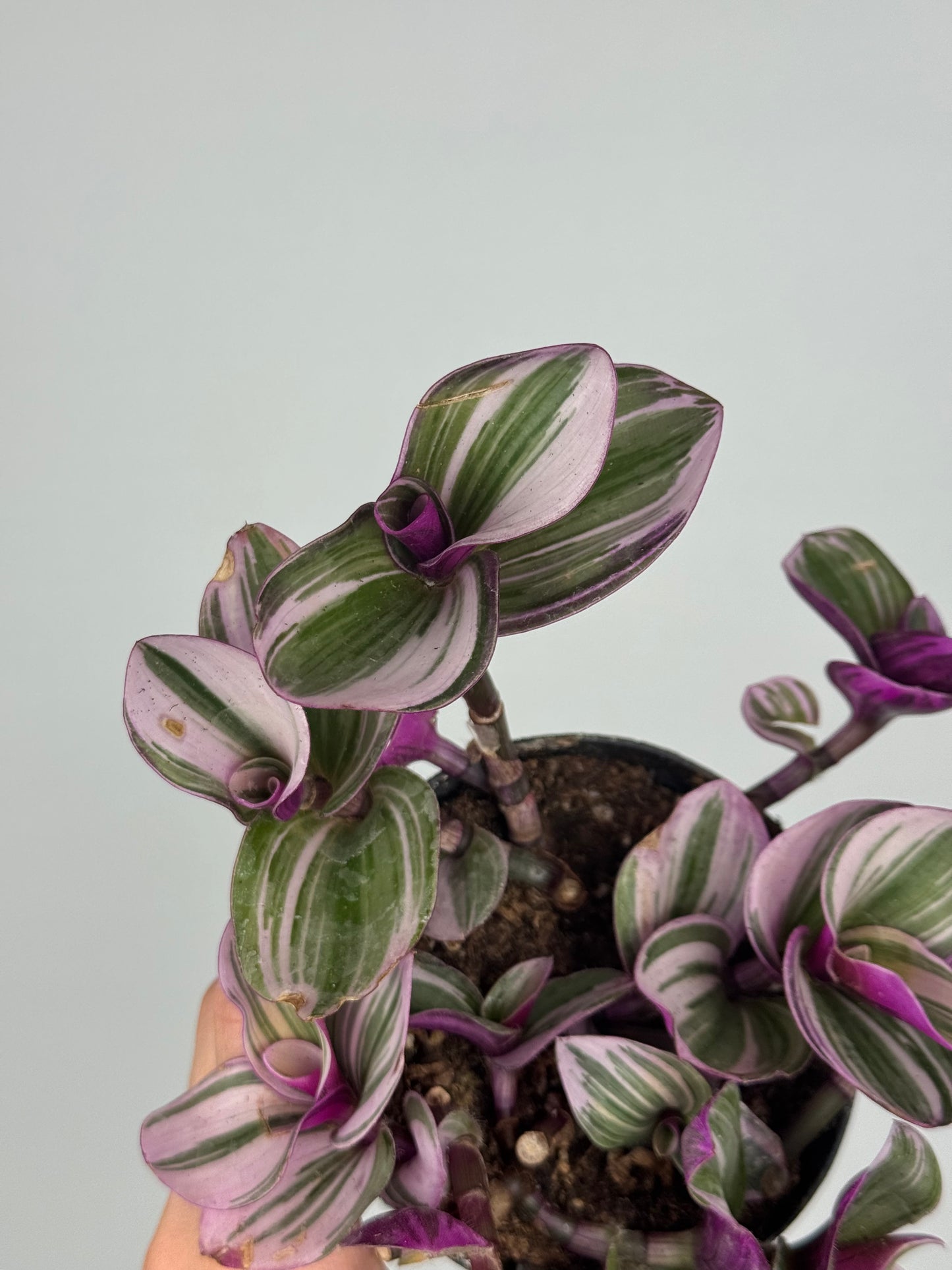 Tradescantia Nanouk | Jenny