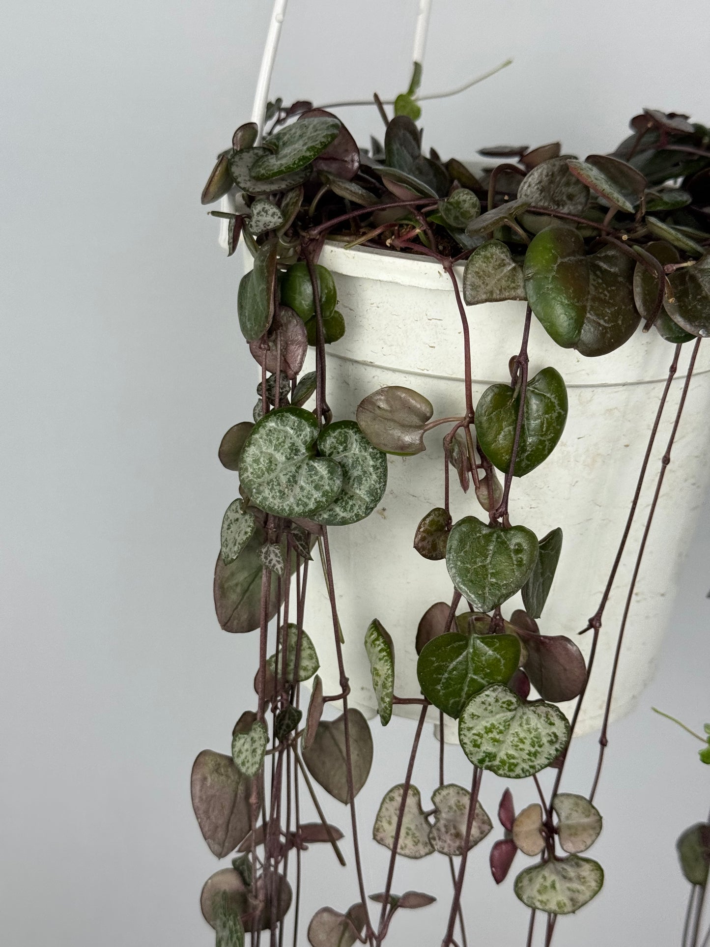 Ceropegia Woodii | Silvie