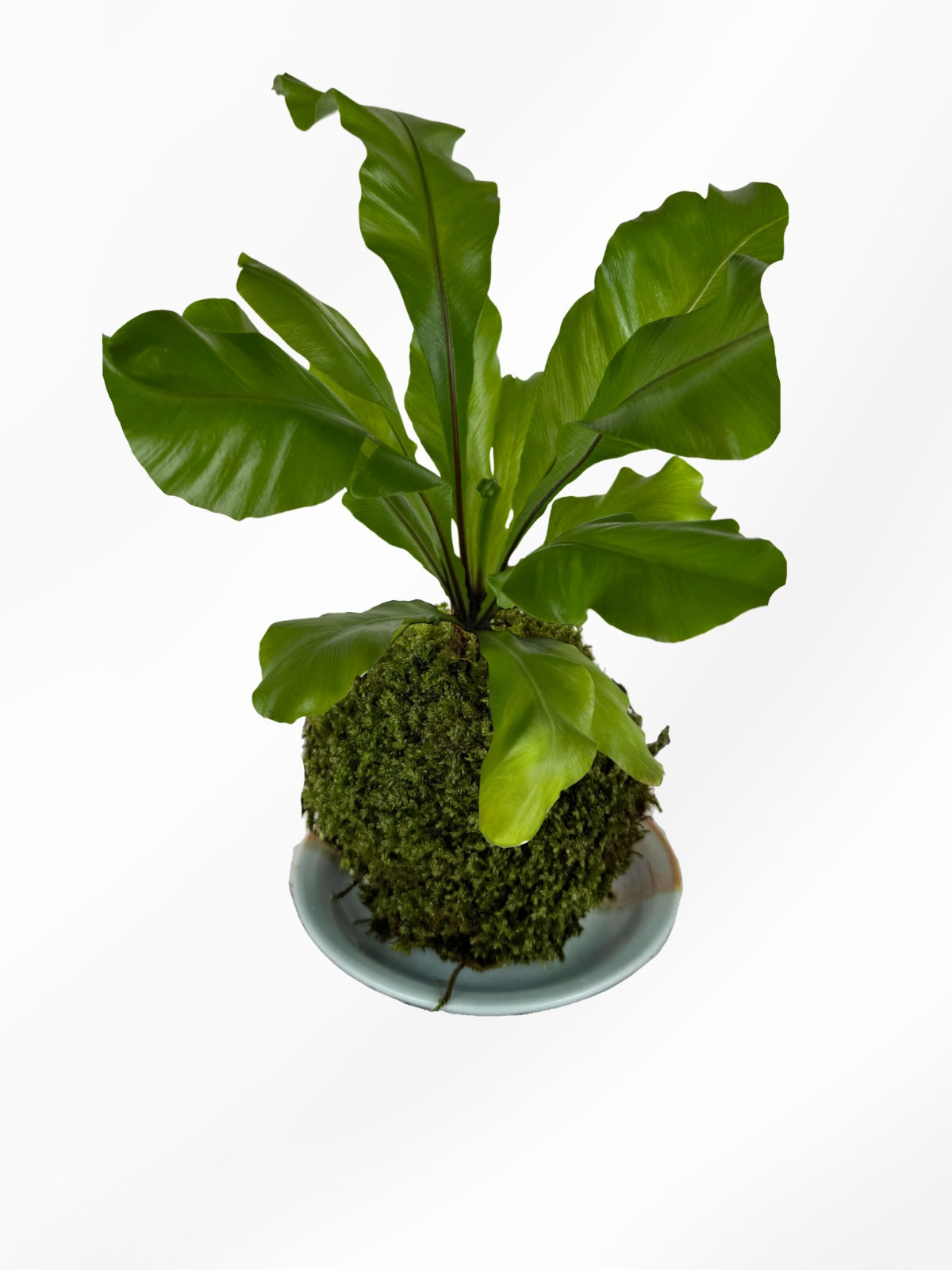 Kokedama | Asplenium Nidus
