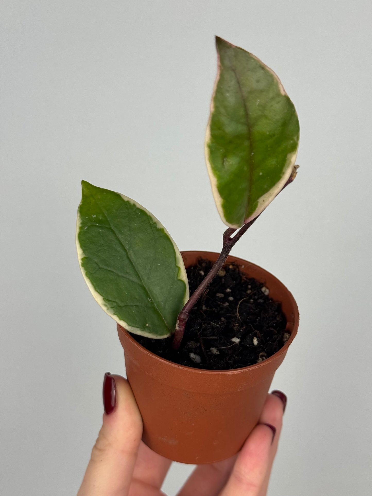 Hoya Flamingo Dream | Amaris