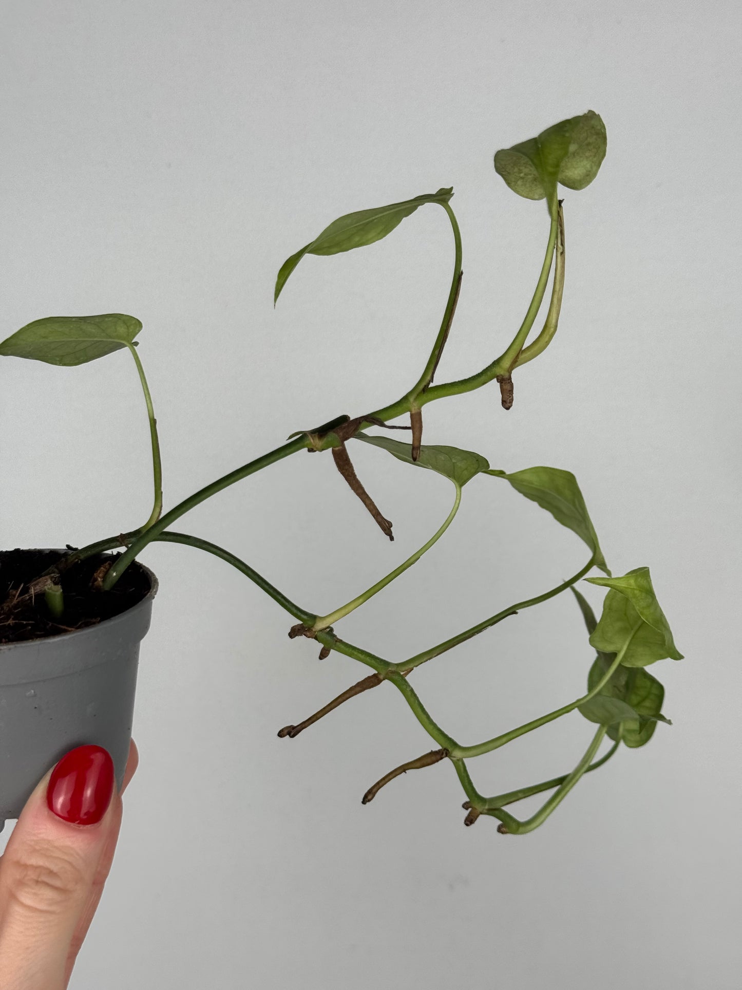 Monstera Siltepecana | Jade