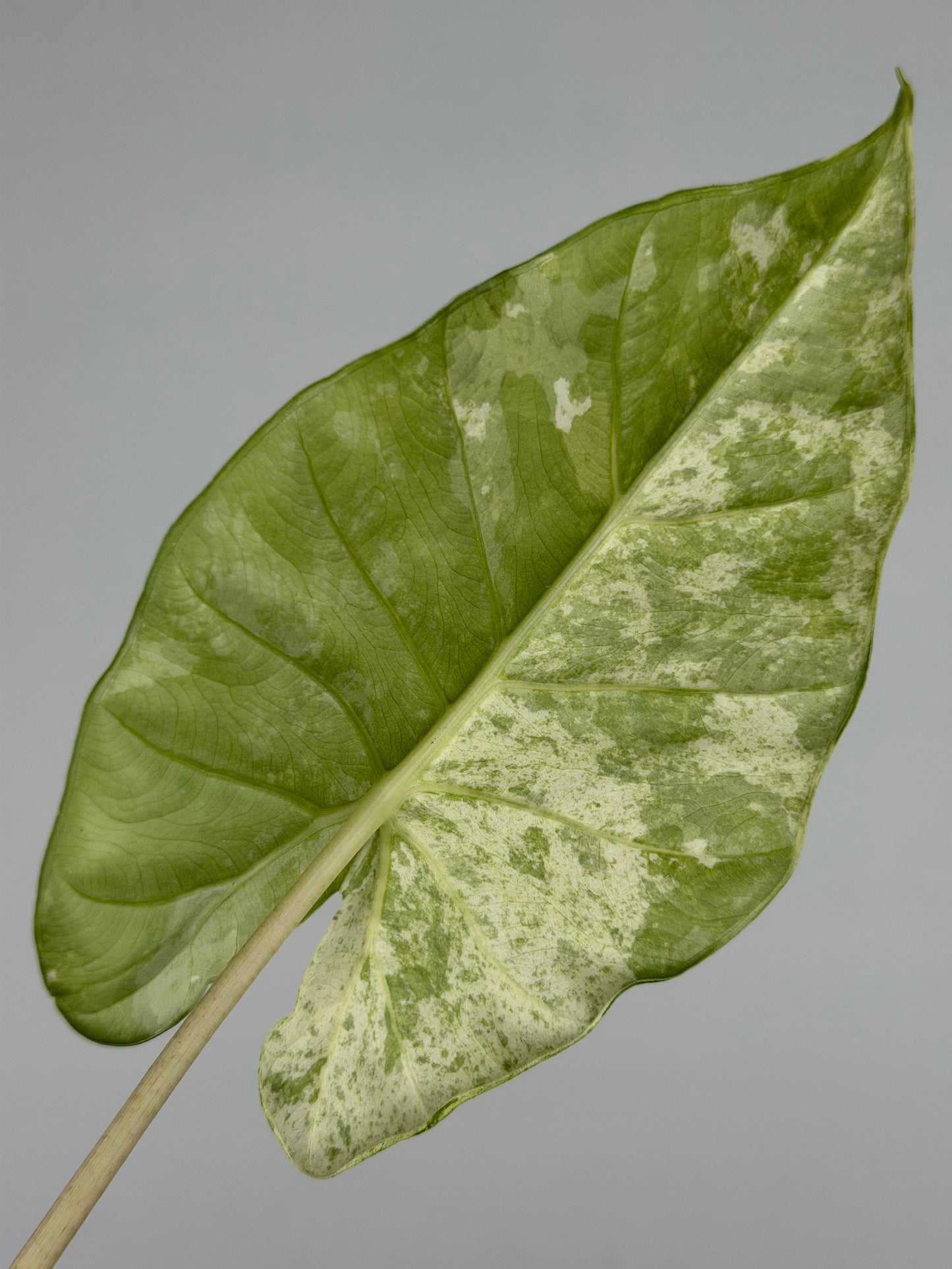 Alocasia Macrorrhiza Splash | Moka