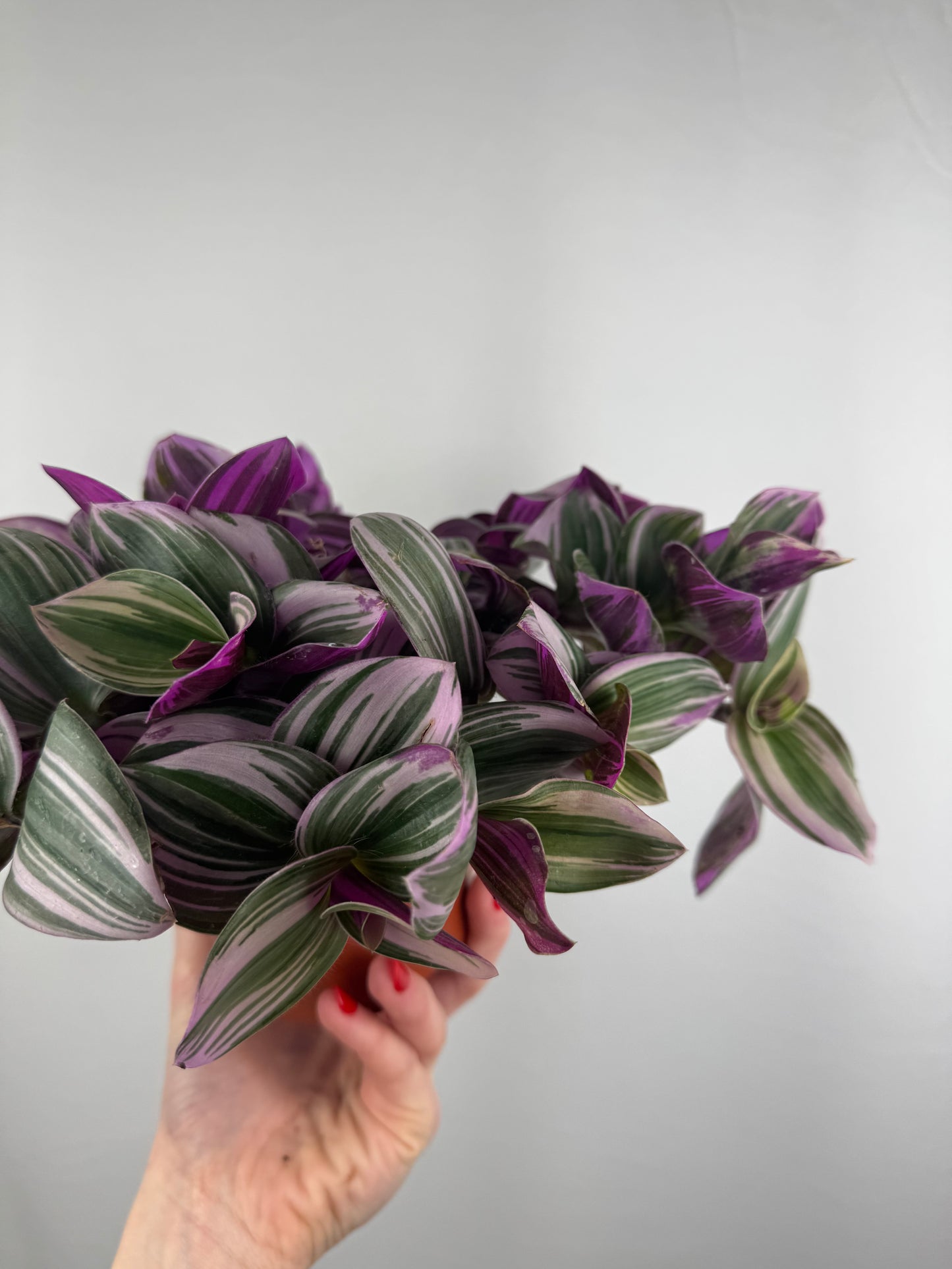 Tradescantia “Nanouk” | Michela