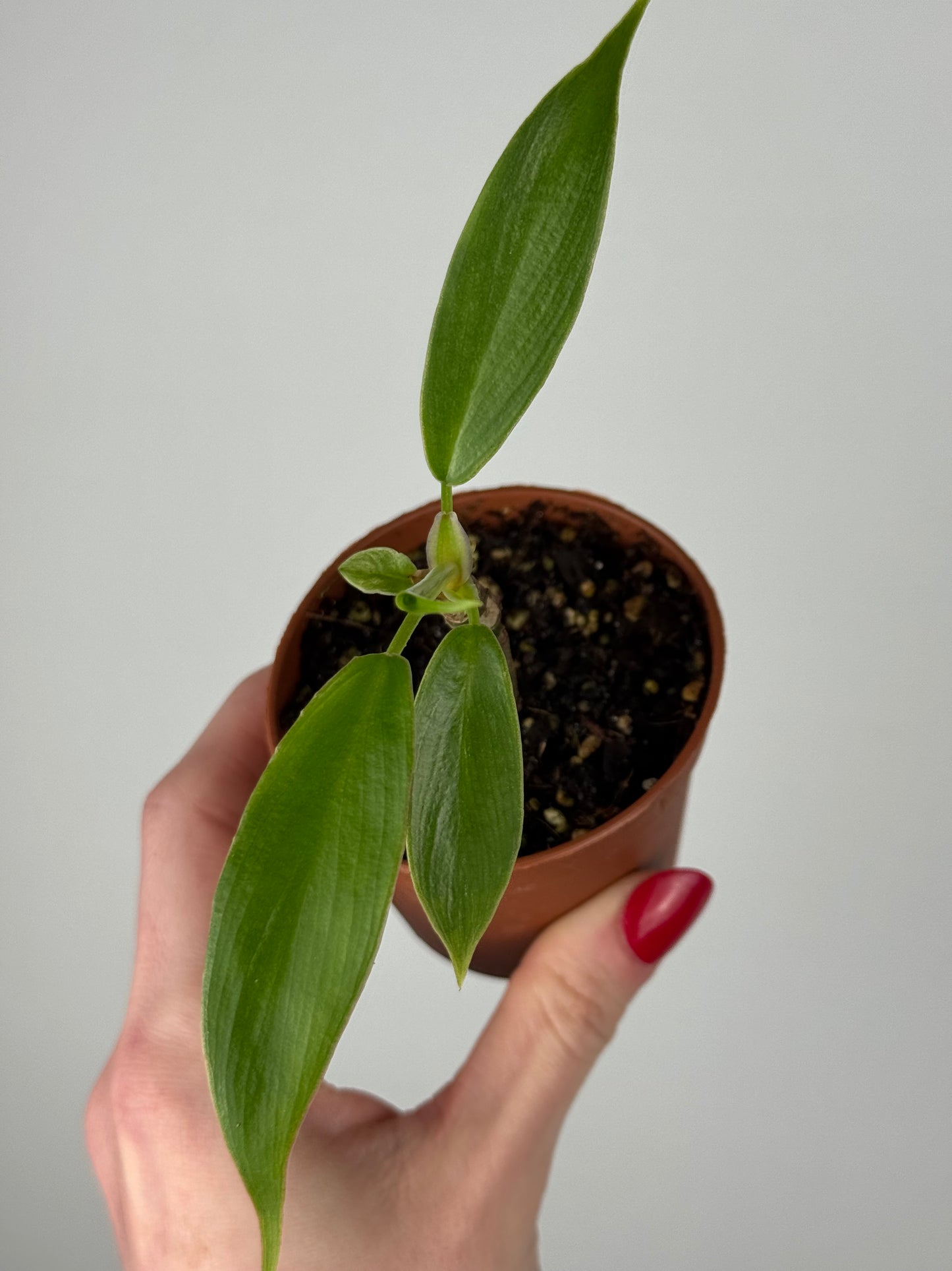 Philodendron Birkin | Gian