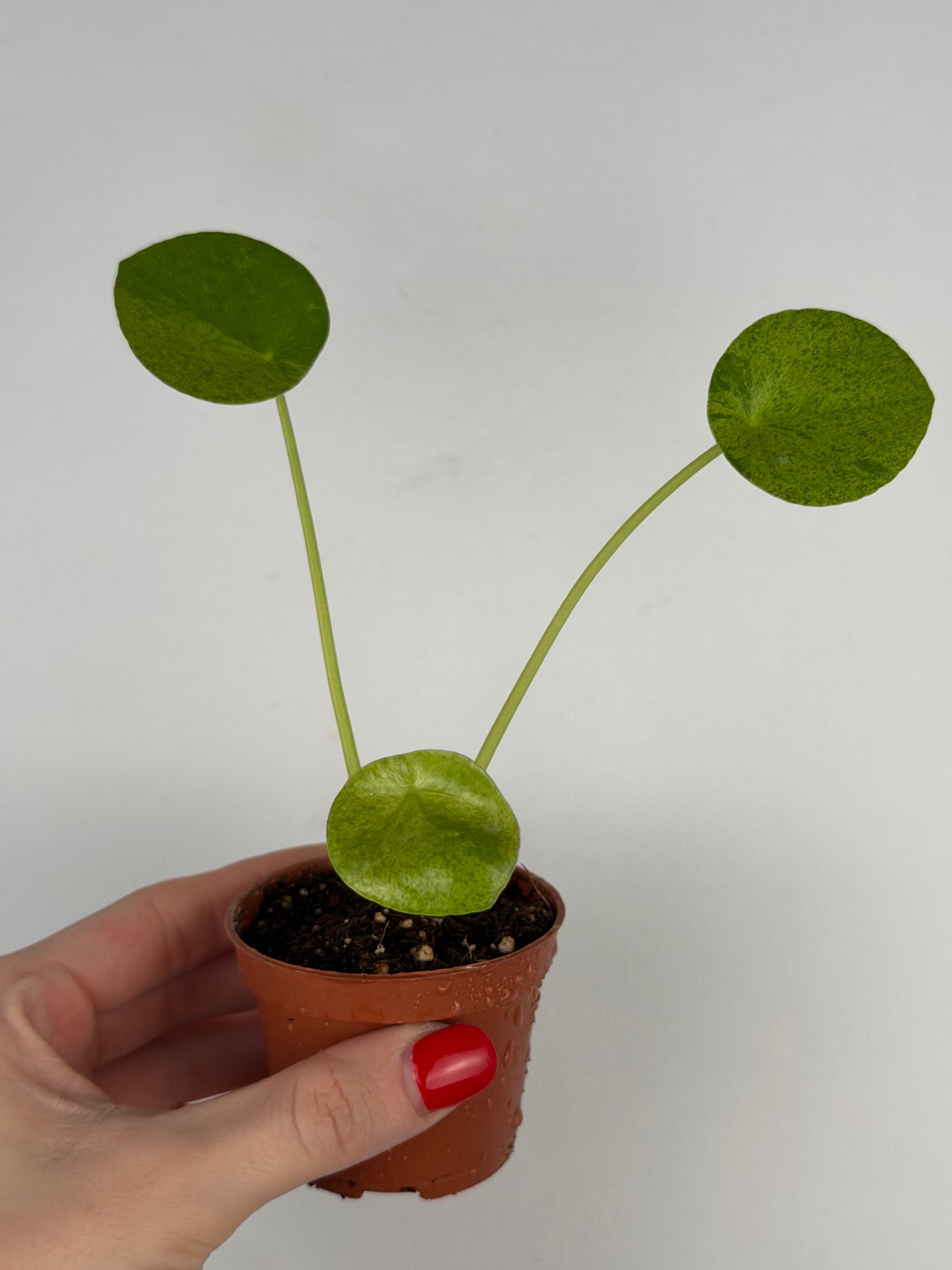 Pilea Peperomioides Mojito | Giada
