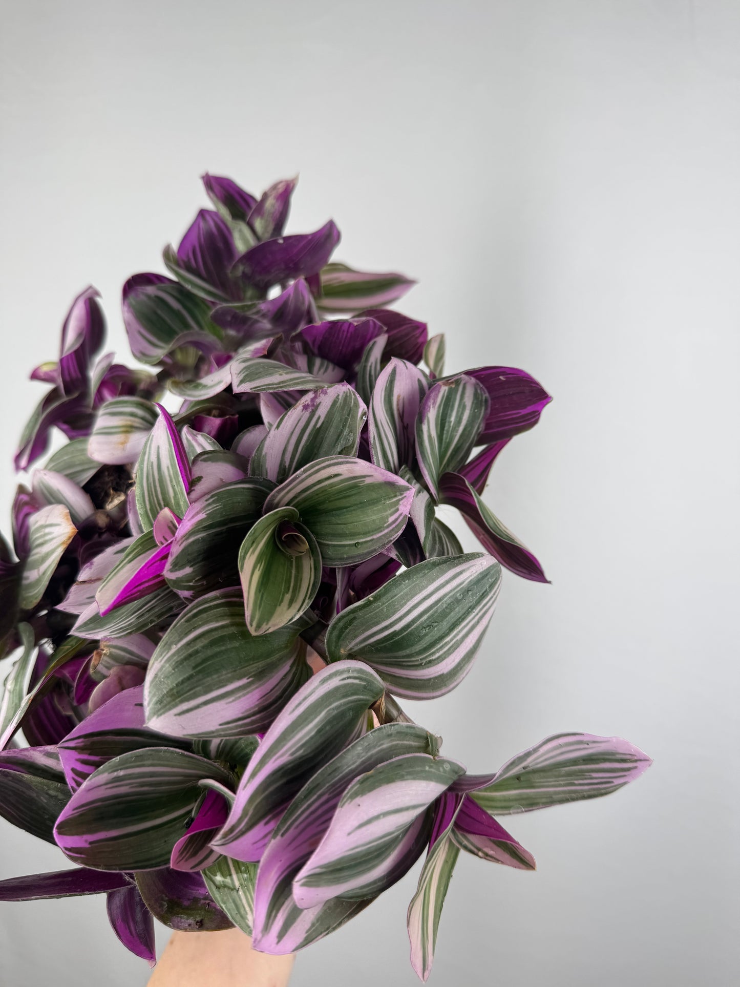 Tradescantia “Nanouk” | Michela