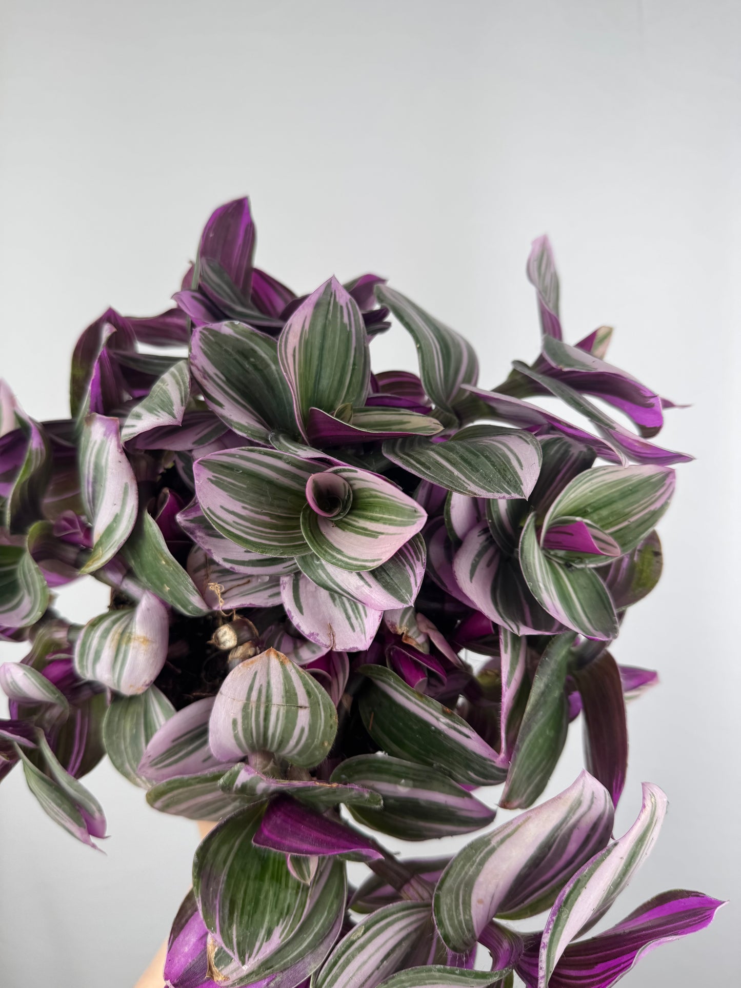 Tradescantia “Nanouk” | Michela
