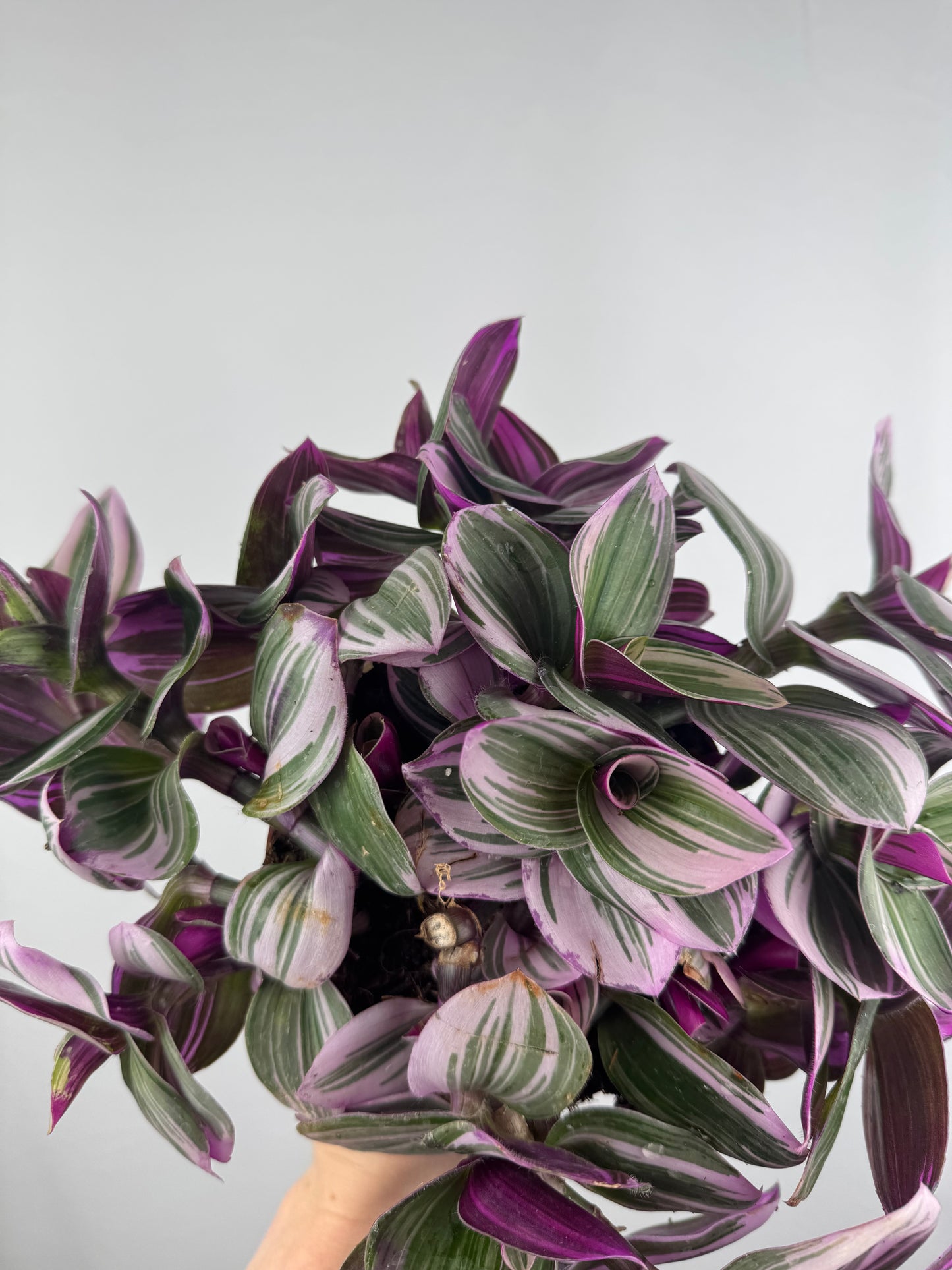Tradescantia “Nanouk” | Michela