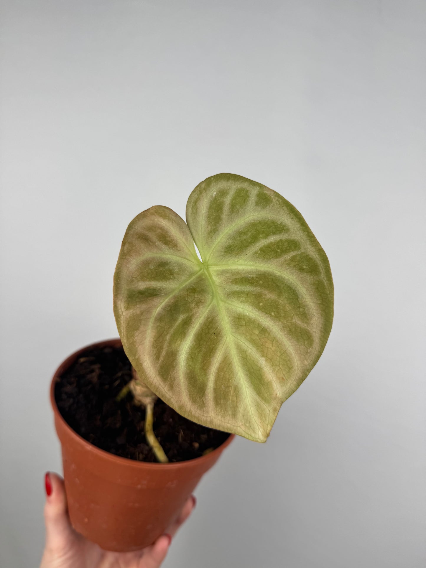 Anthurium “Crystallinum” | Richard