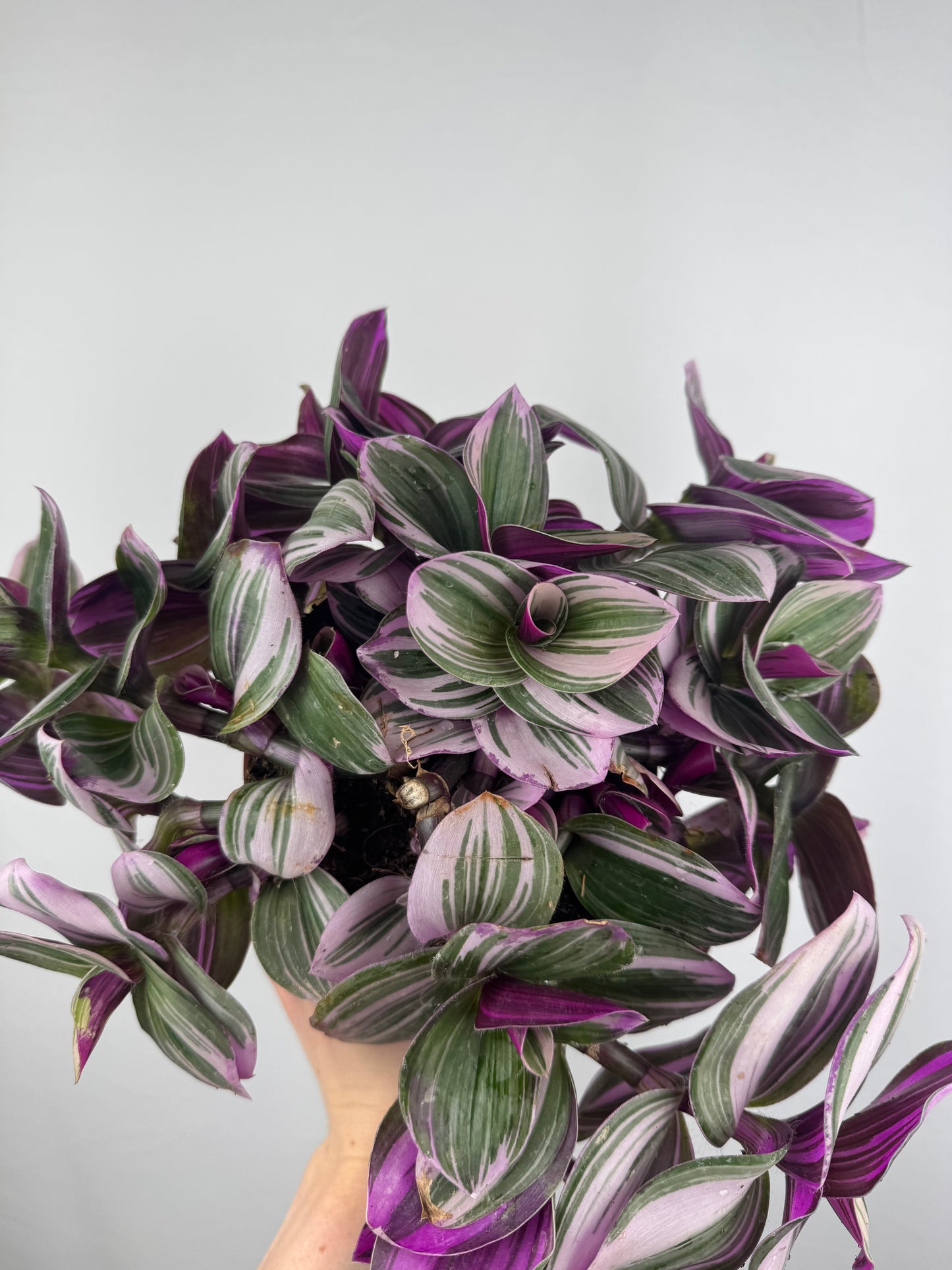 Tradescantia “Nanouk” | Michela