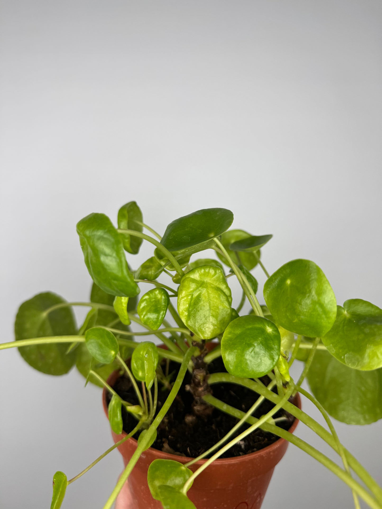 Pilea Peperomioides | Vera