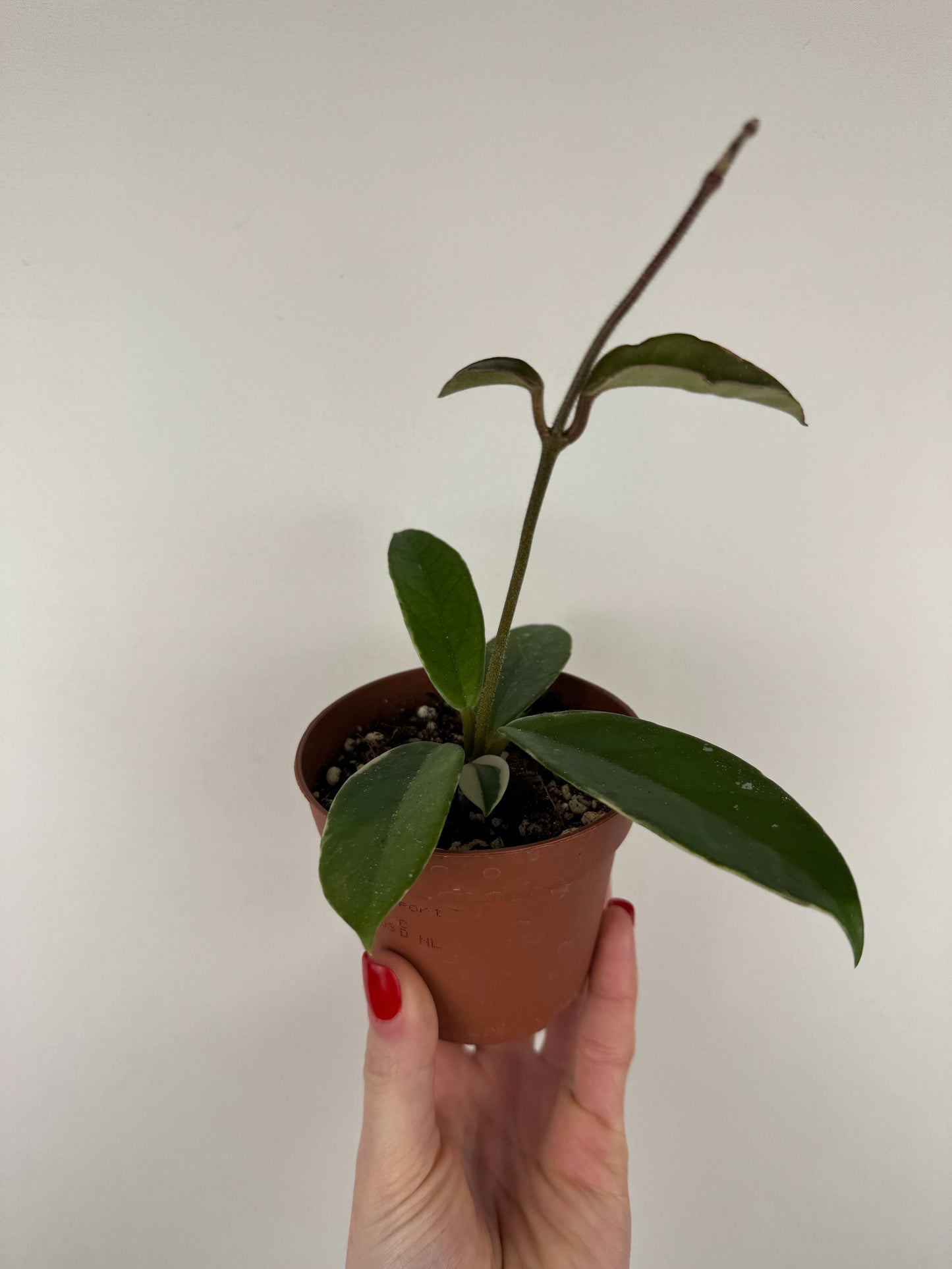 Hoya Krimson Queen | Rebecca