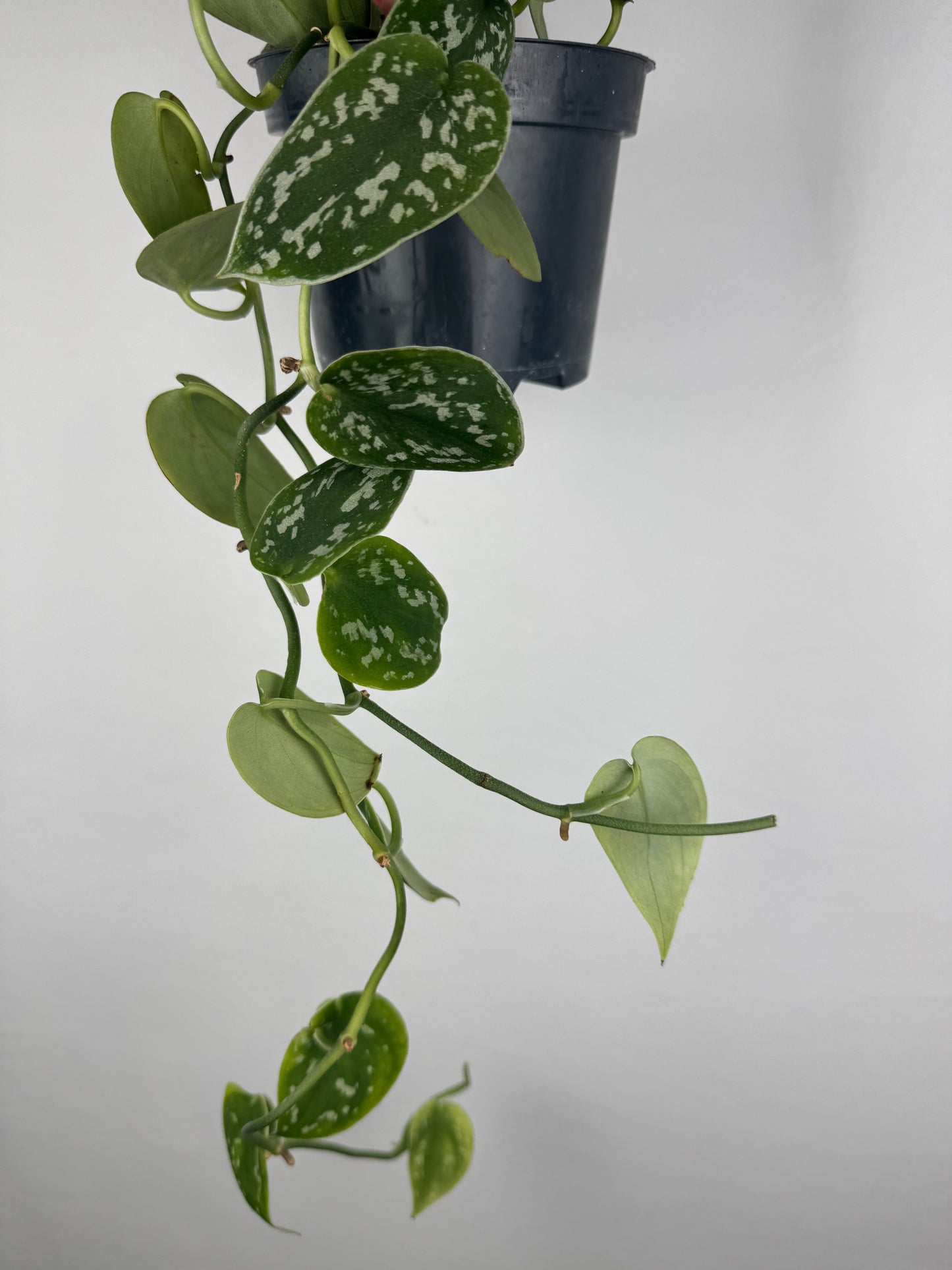 Scindapsus Pictus “Argyraeus” | Leonardo