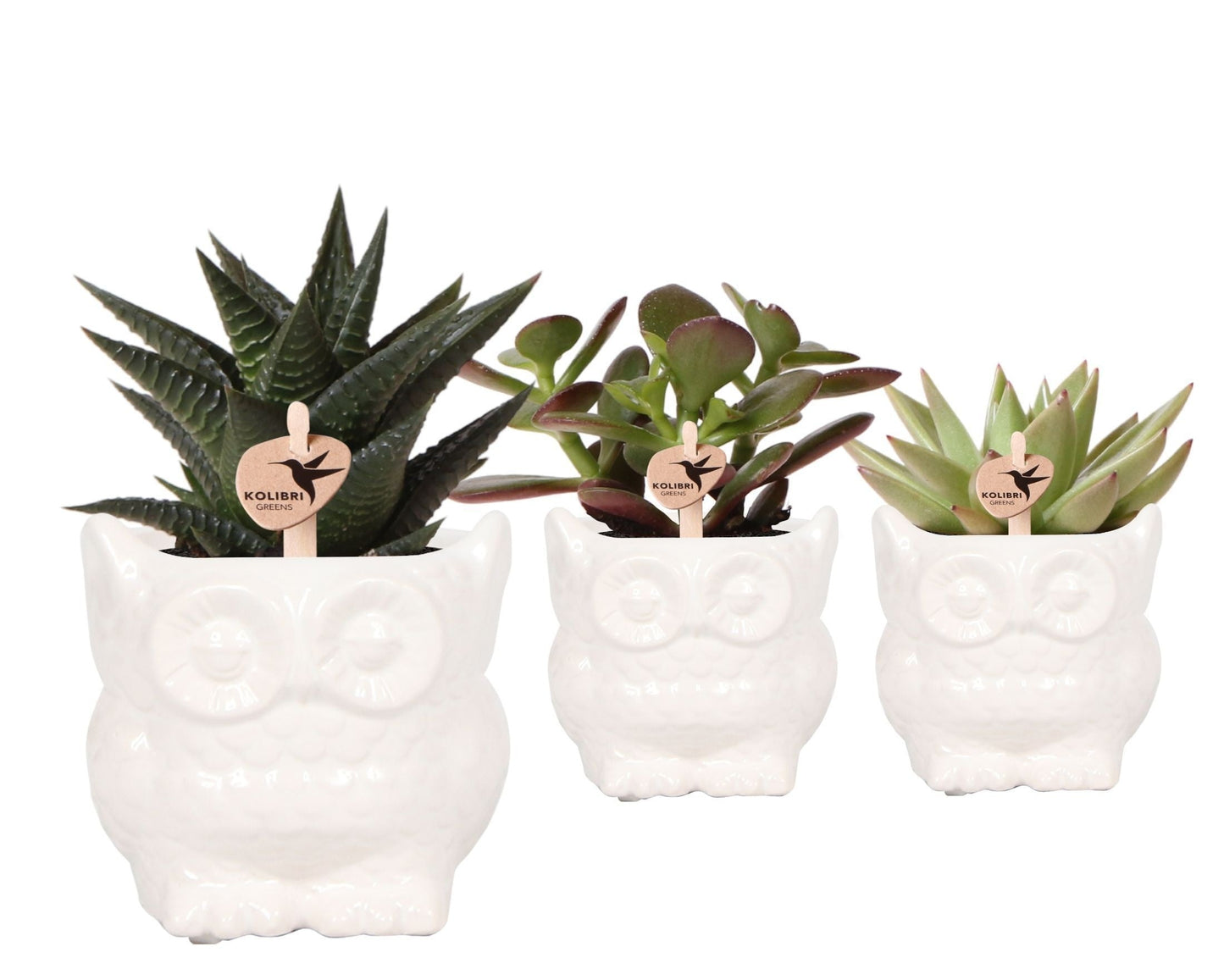 SuccuSet 'Owl pot' Succuset Tropical Corner