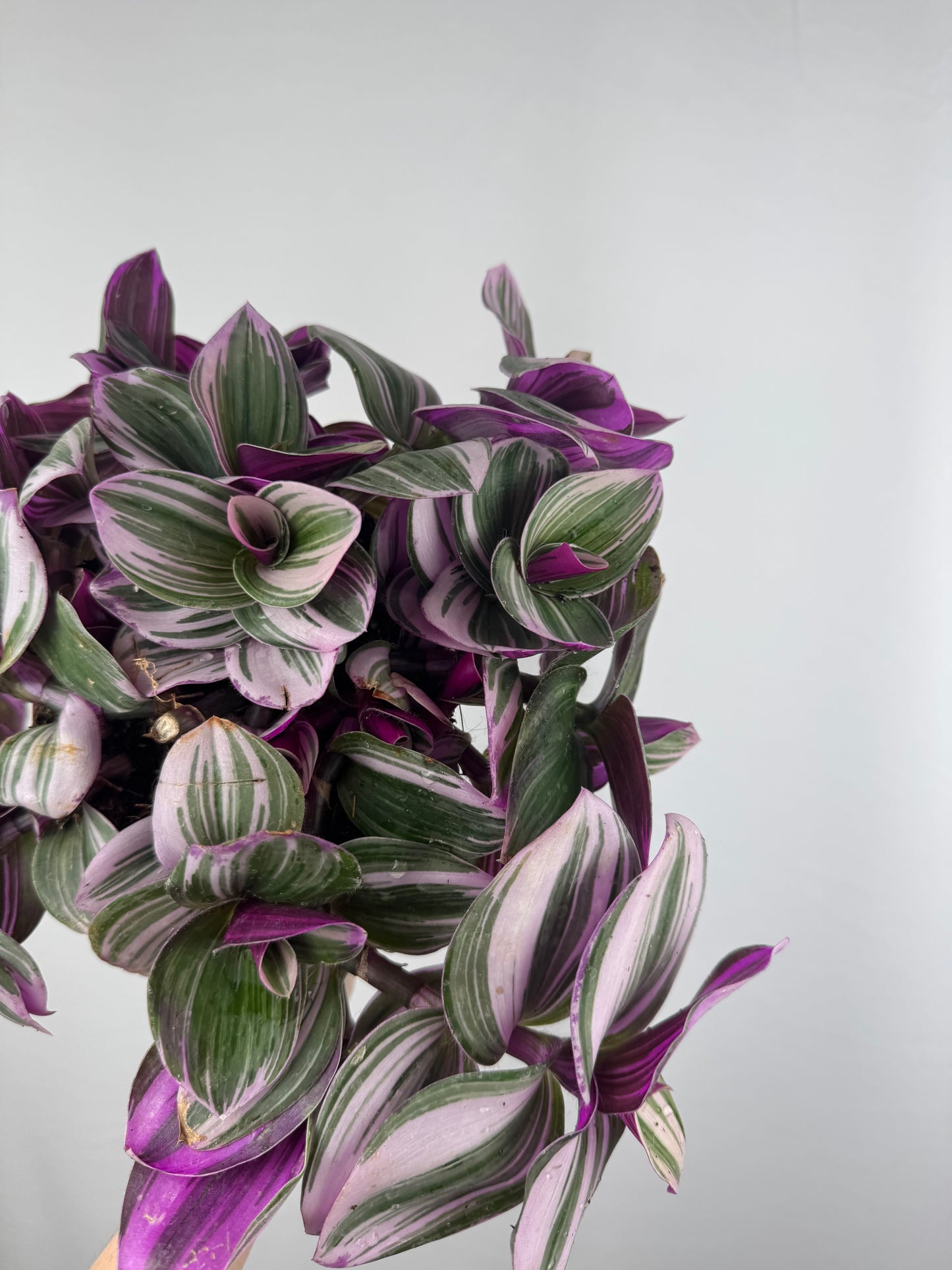Tradescantia “Nanouk” | Michela