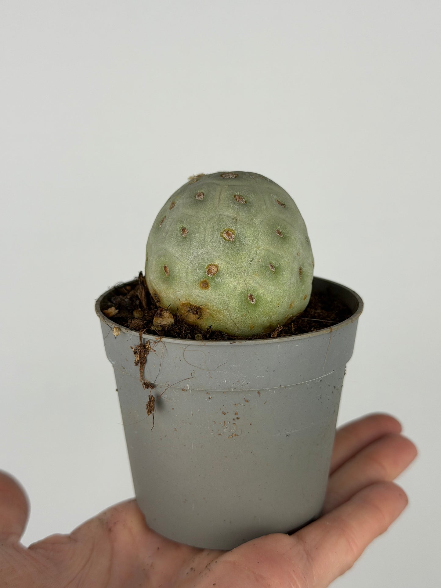 Tephrocactus Geometricus | Jemmy