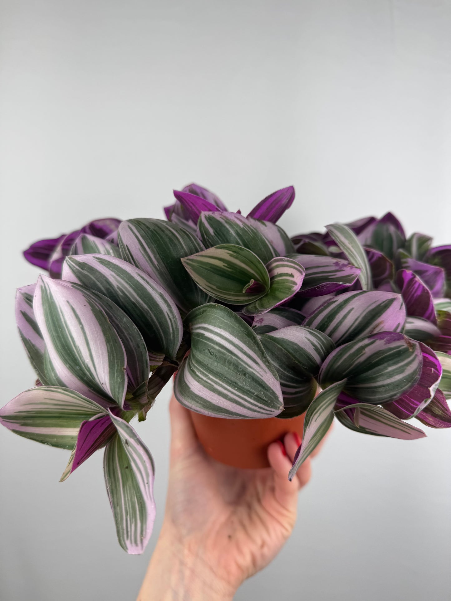 Tradescantia “Nanouk” | Michela