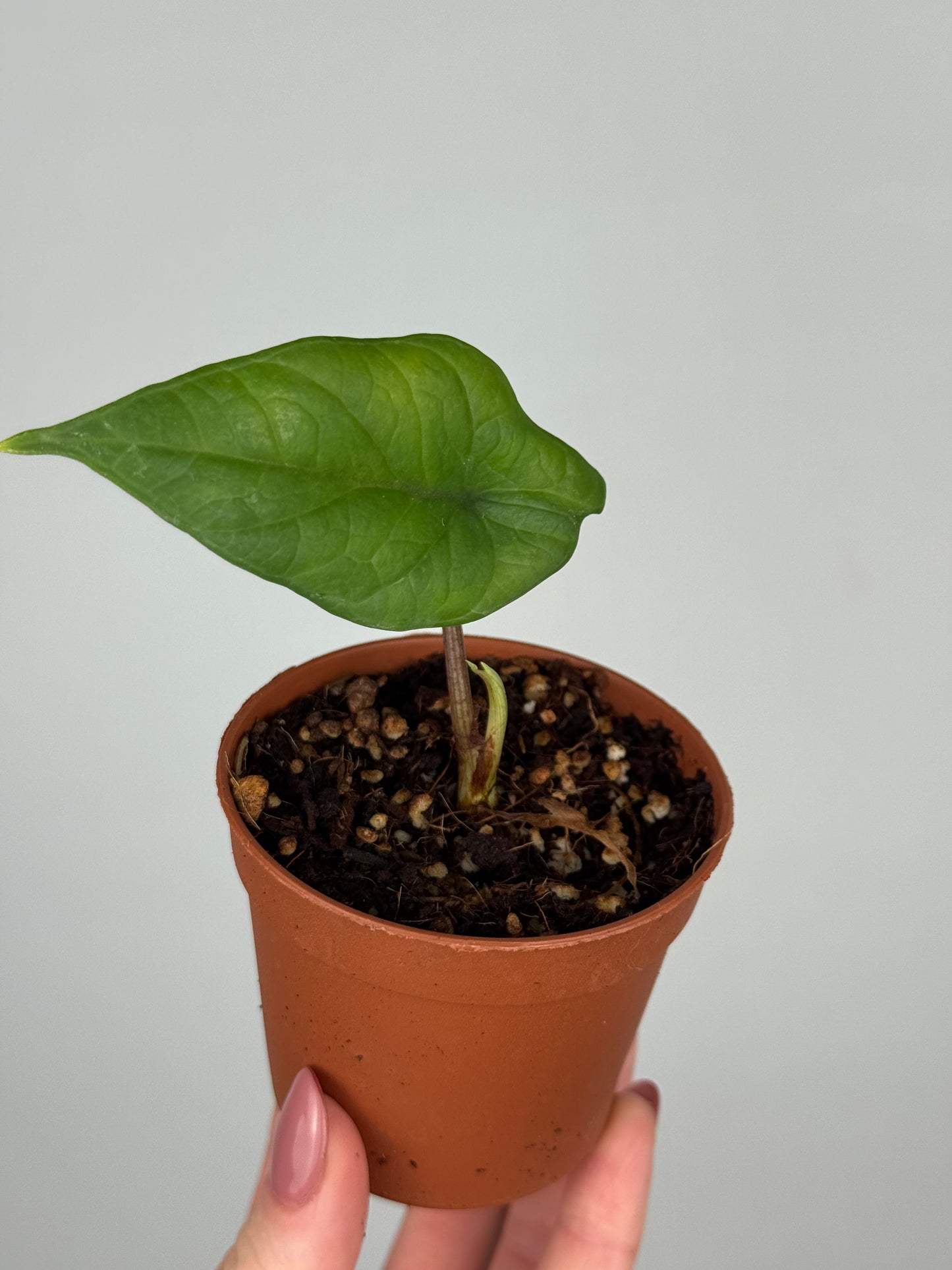 Alocasia Scalprum | Ilde