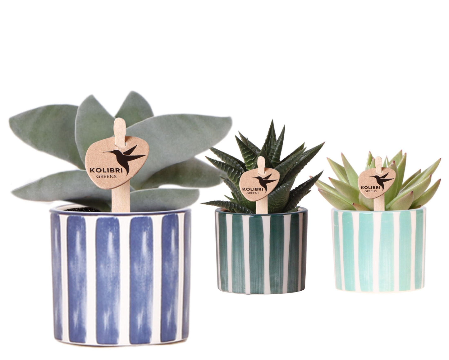SuccuSet 'Painted stripe' Succuset Tropical Corner