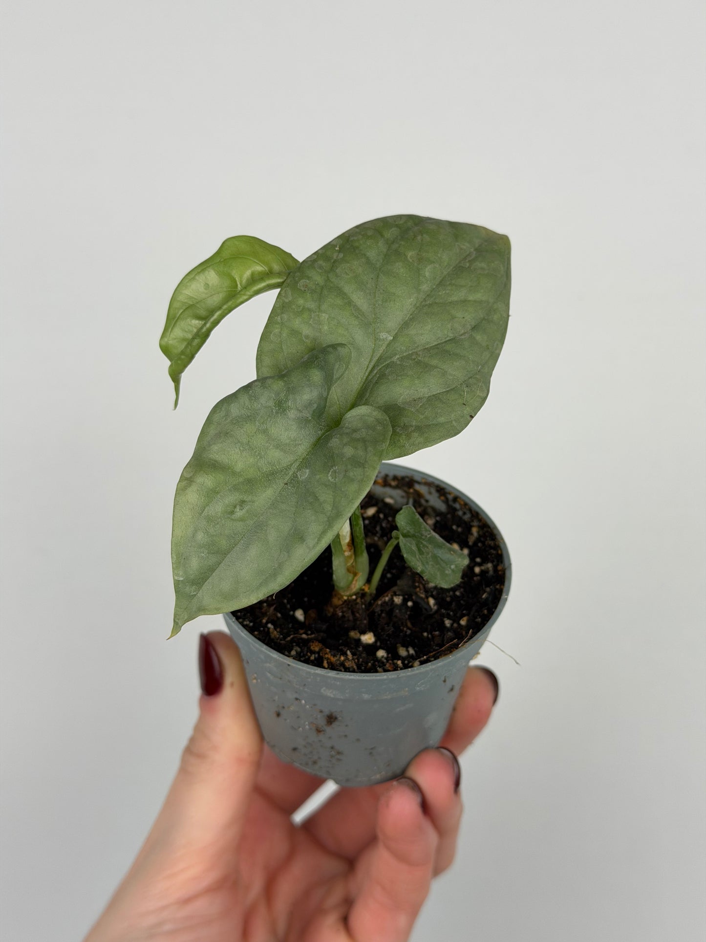 Amydrium Medium Silver | Pixel