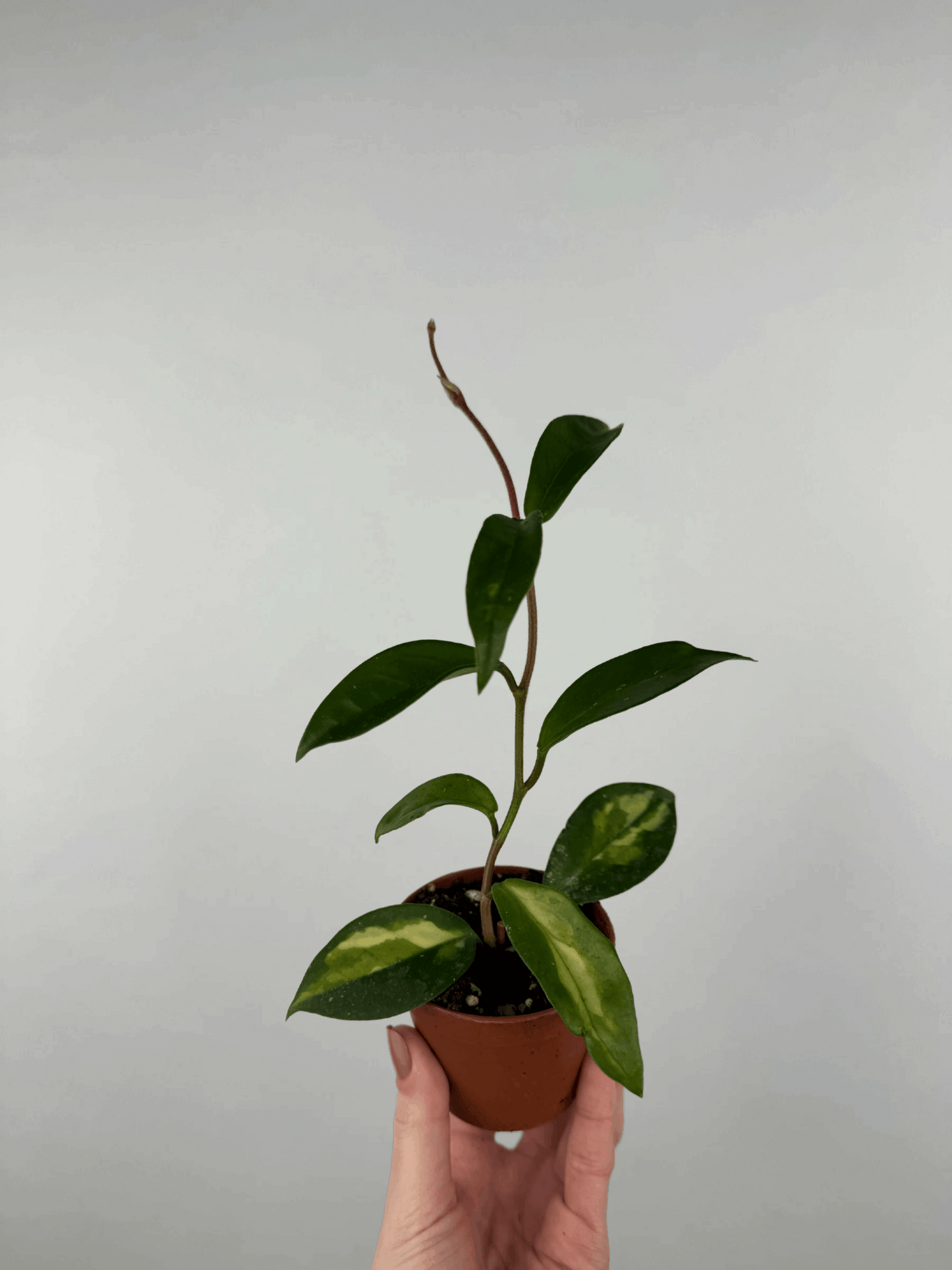 Hoya “Tricolor” | Mila