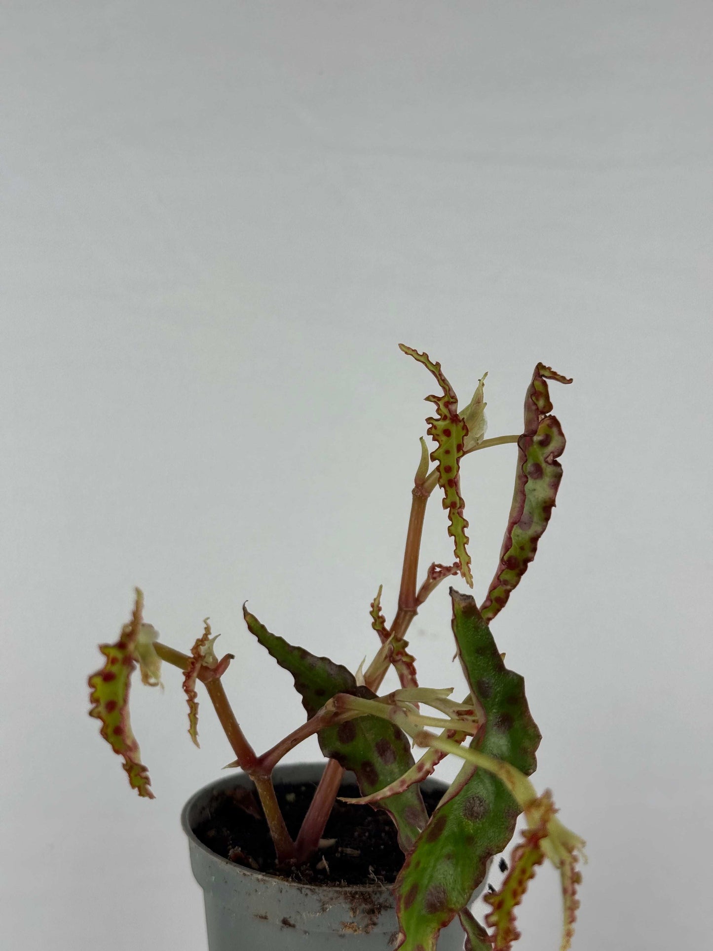Begonia Amphioxus | Iris