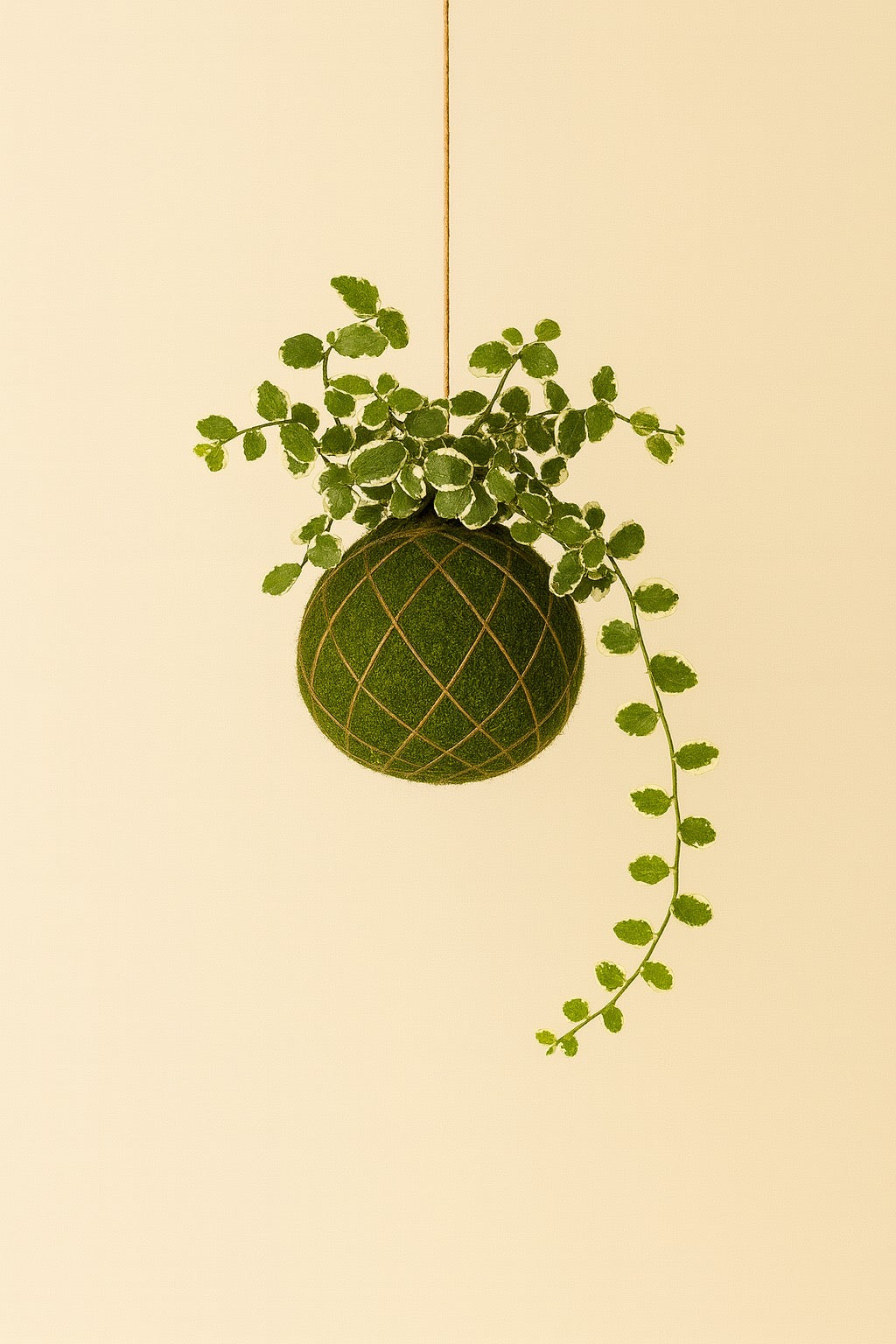 Kokedama | Ficus Pumila 'White Sunny'