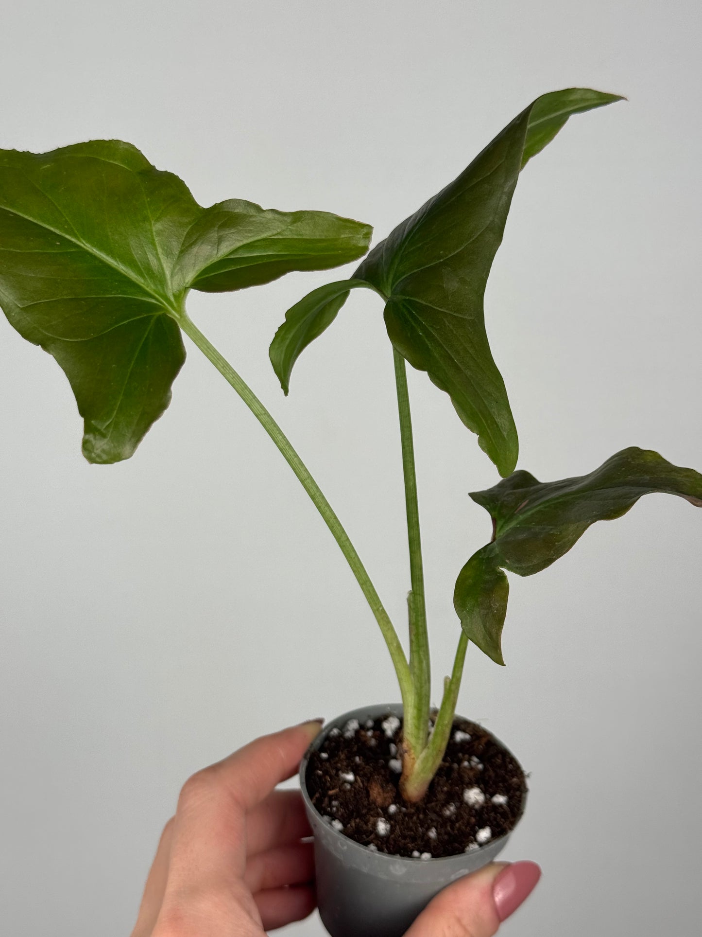 Syngonium Pink Splash | Kiran