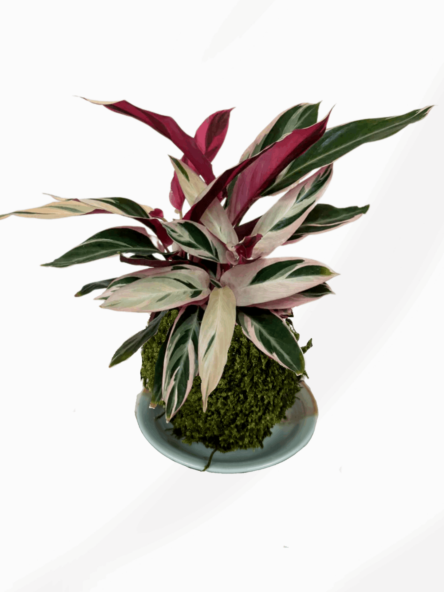 Kokedama | Stromanthe Sanguinea "Triostar"
