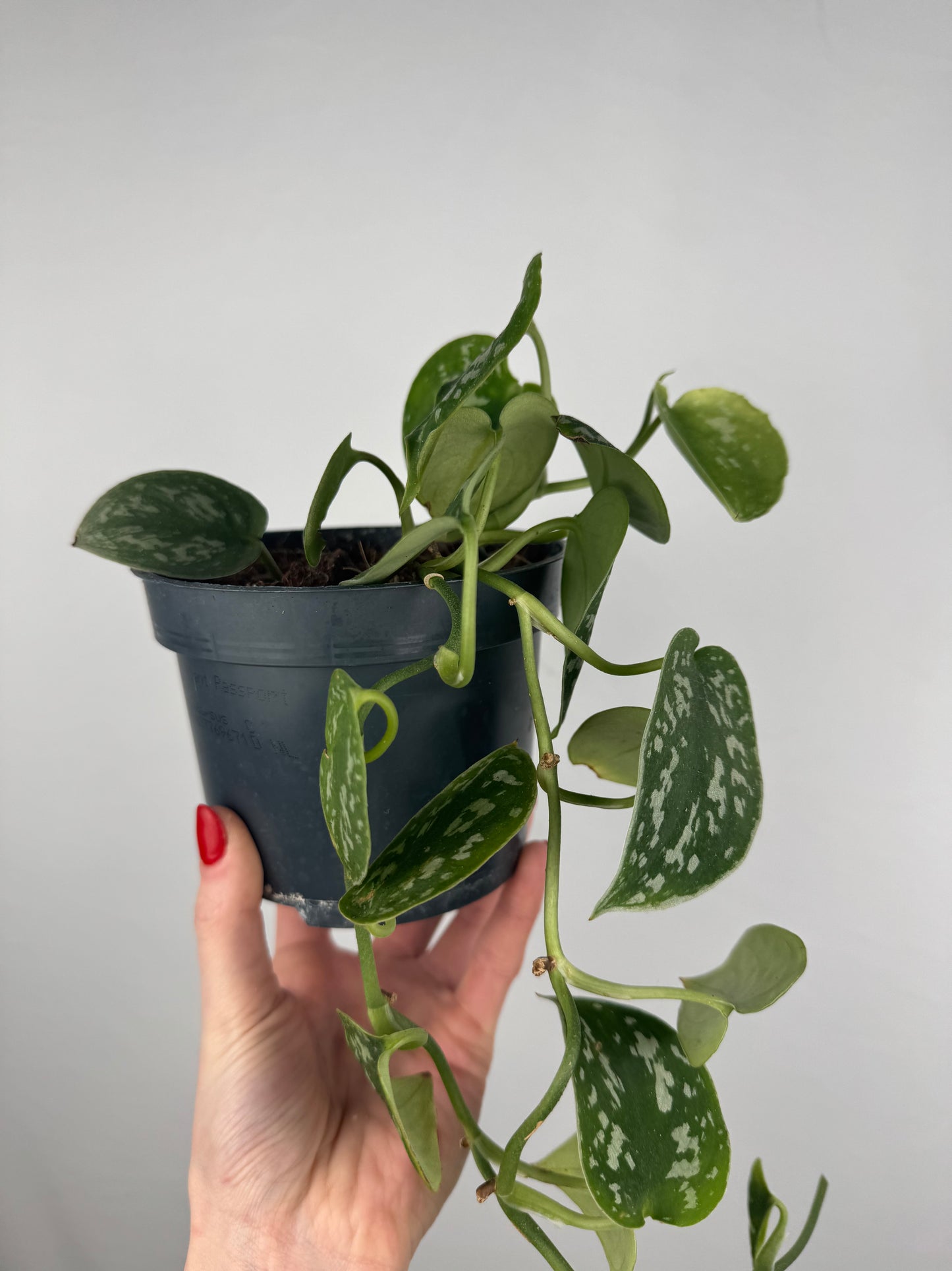 Scindapsus Pictus “Argyraeus” | Leonardo
