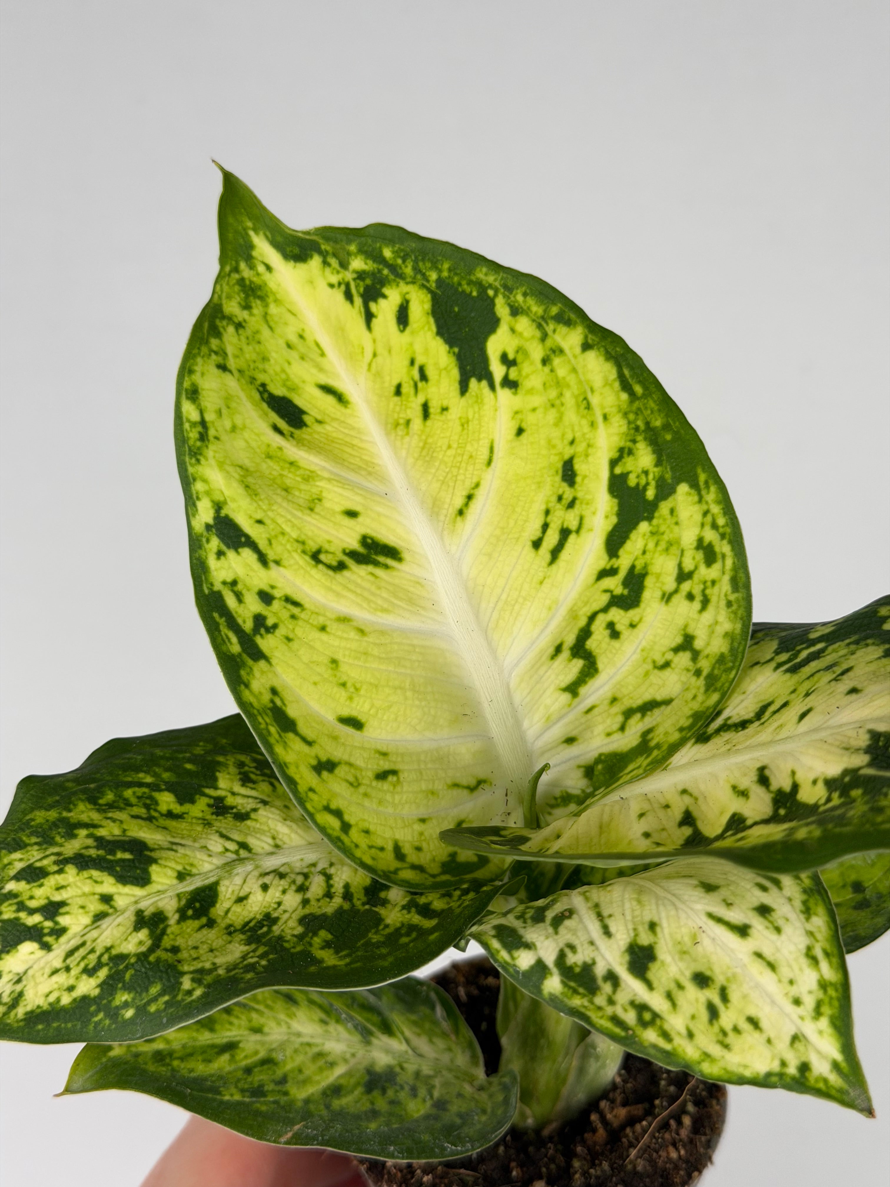 dieffenbachia maculate Dieffenbachia 'Amy' Maculata – Tropical Corner