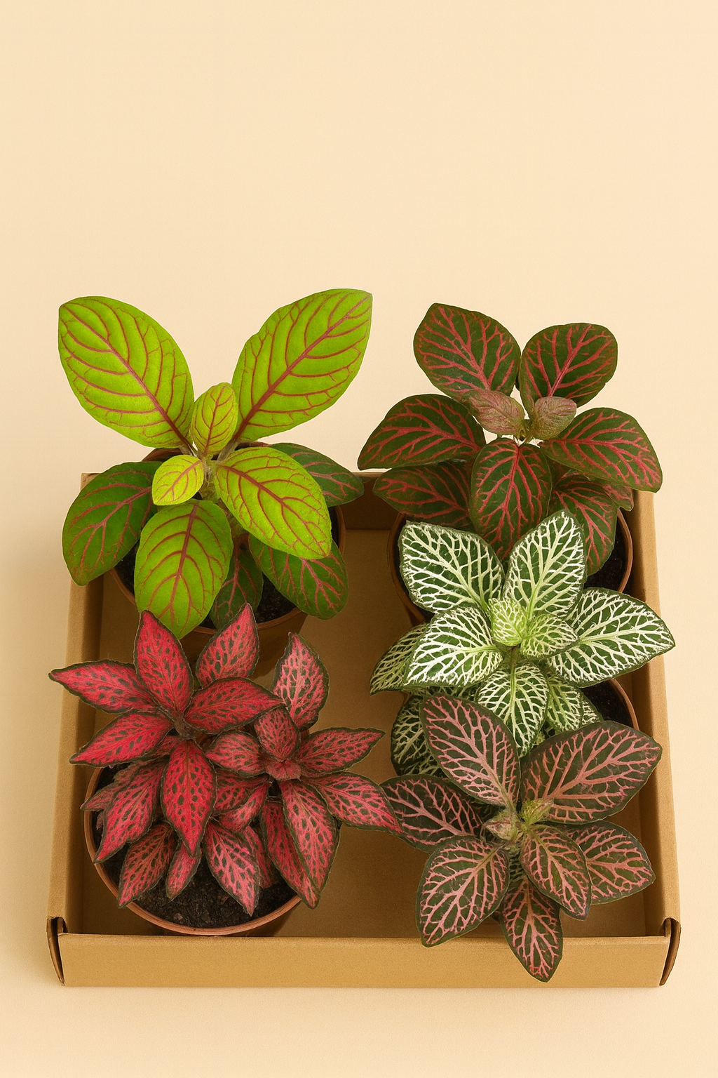 Fittonia mystery box Mystery Box Tropical Corner