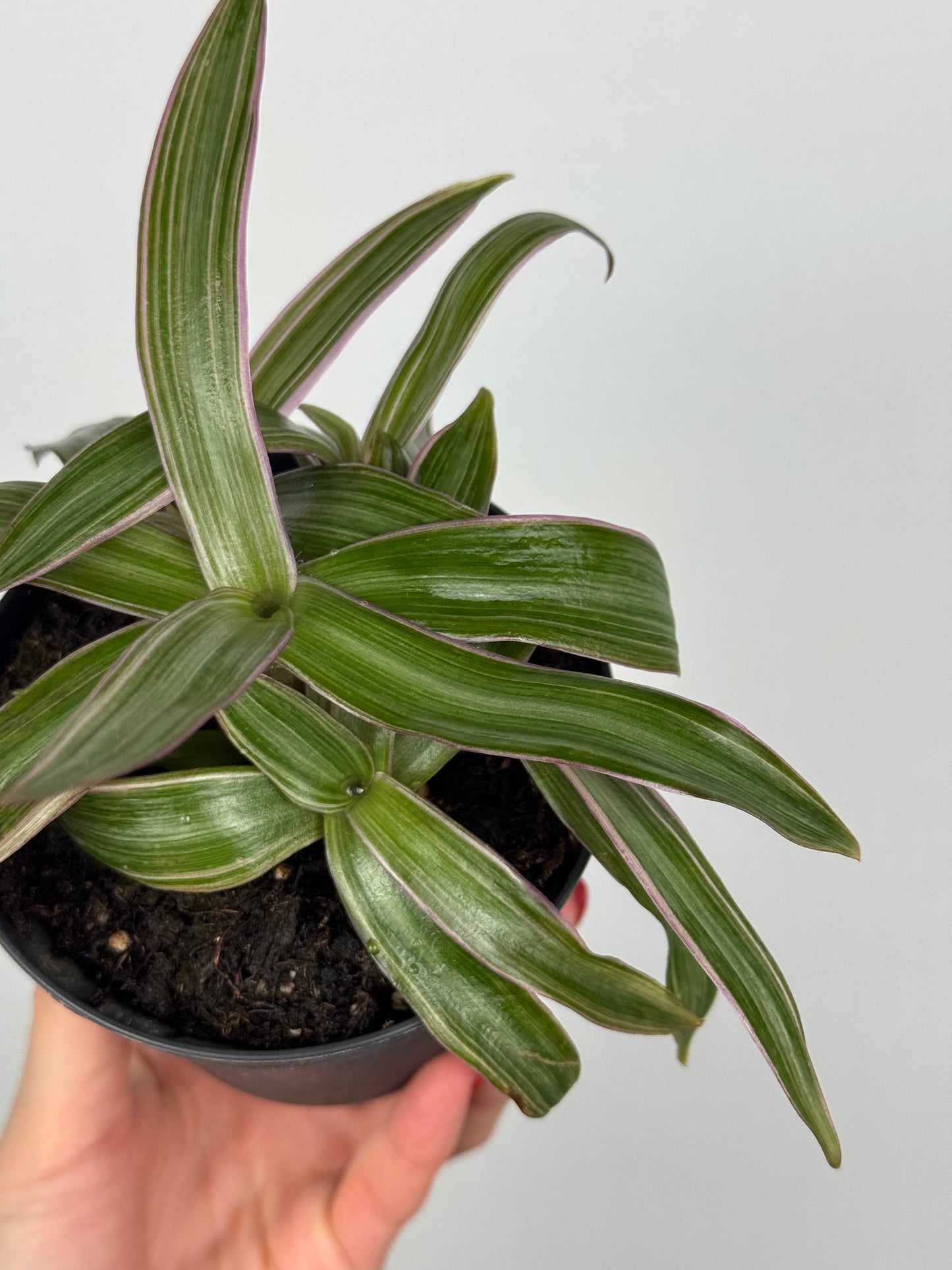 Tradescantia Spathacea | Orelia