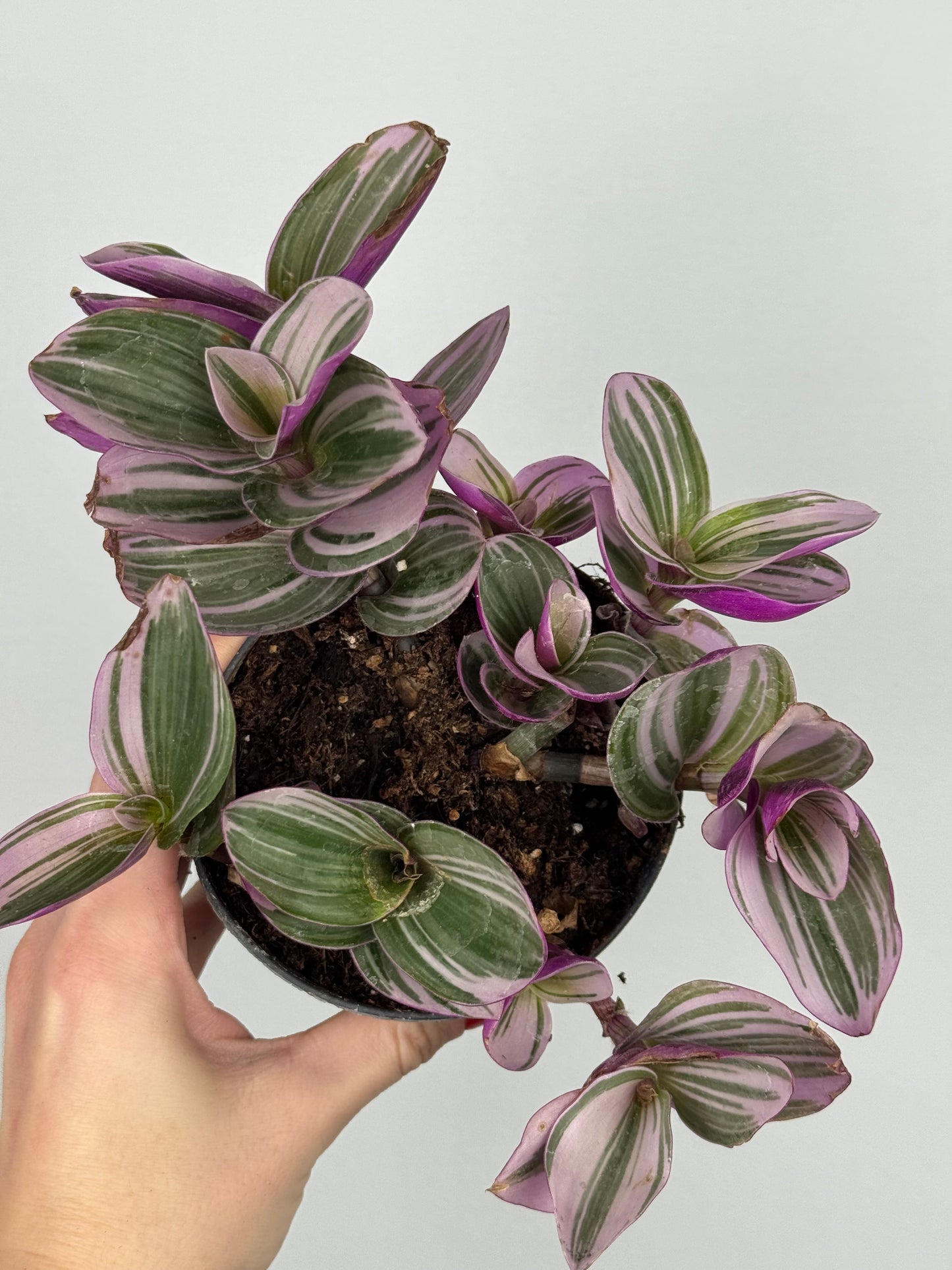 Tradescantia Nanouk | Zinnia