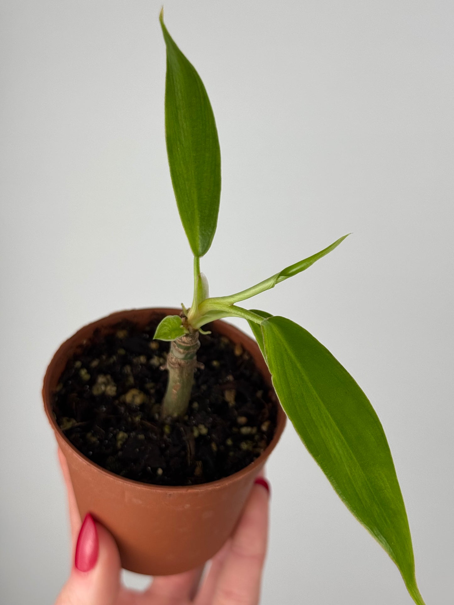 Philodendron Birkin | Gian