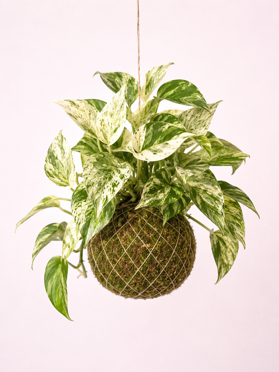 Kokedama | Epipremnum Marble Queen Kokedama Tropical Corner