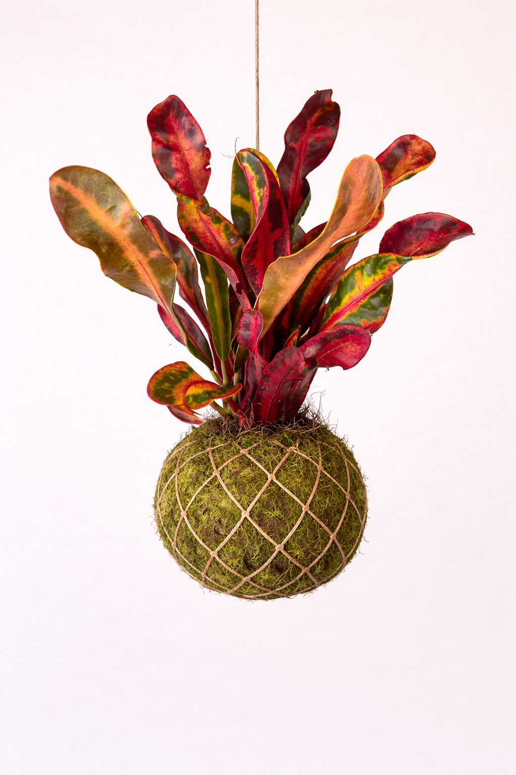Baby Kokedama | Codiaeum variegatum 'Bush on fire' Kokedama Tropical Corner