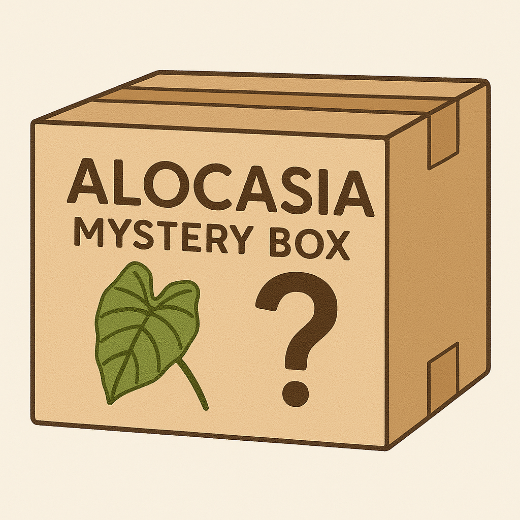 Alocasia mystery box
