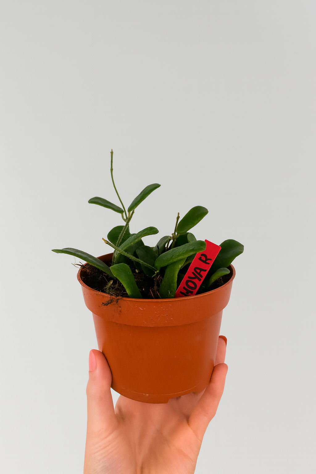 Etichette per piante