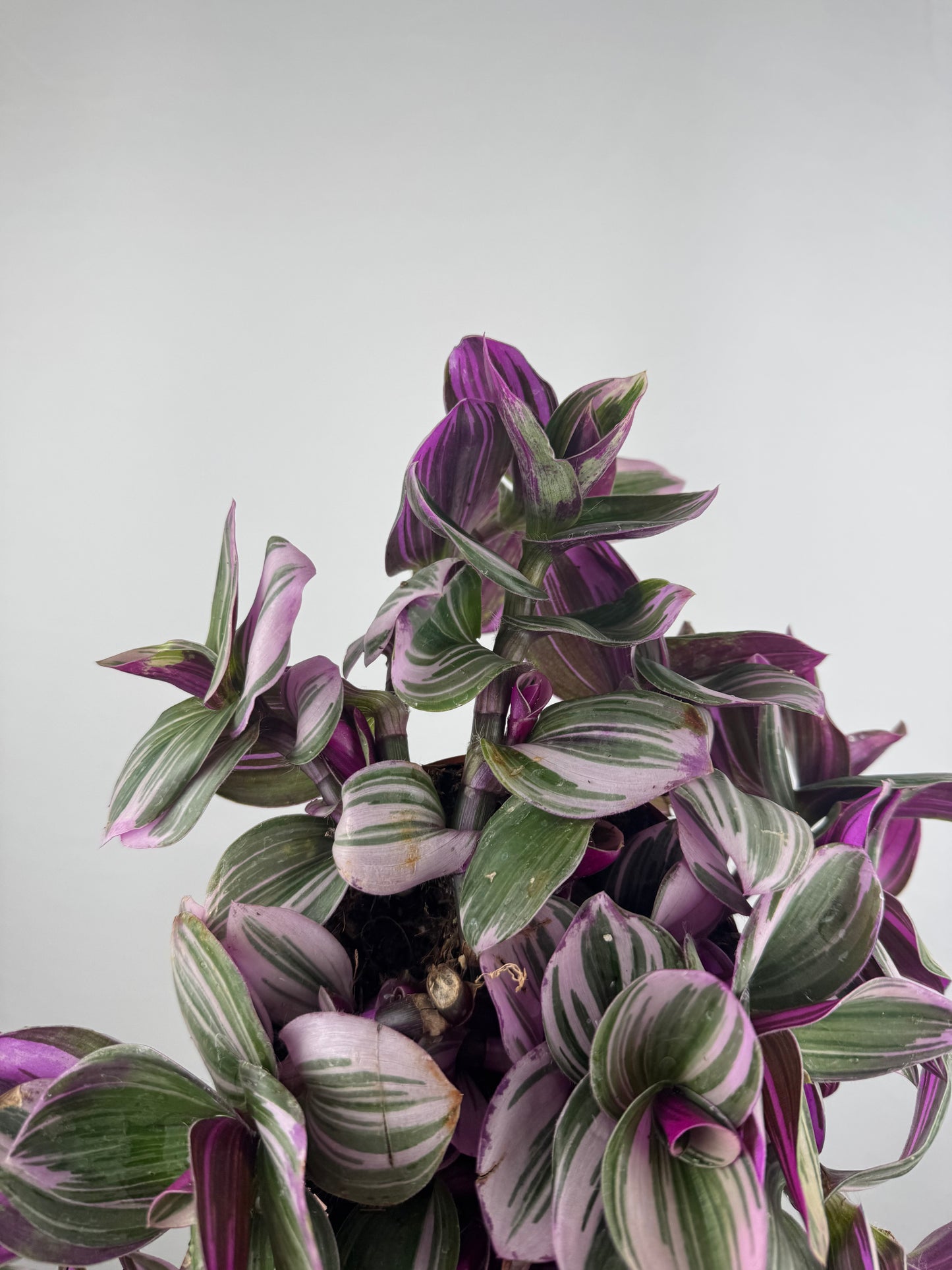 Tradescantia “Nanouk” | Michela