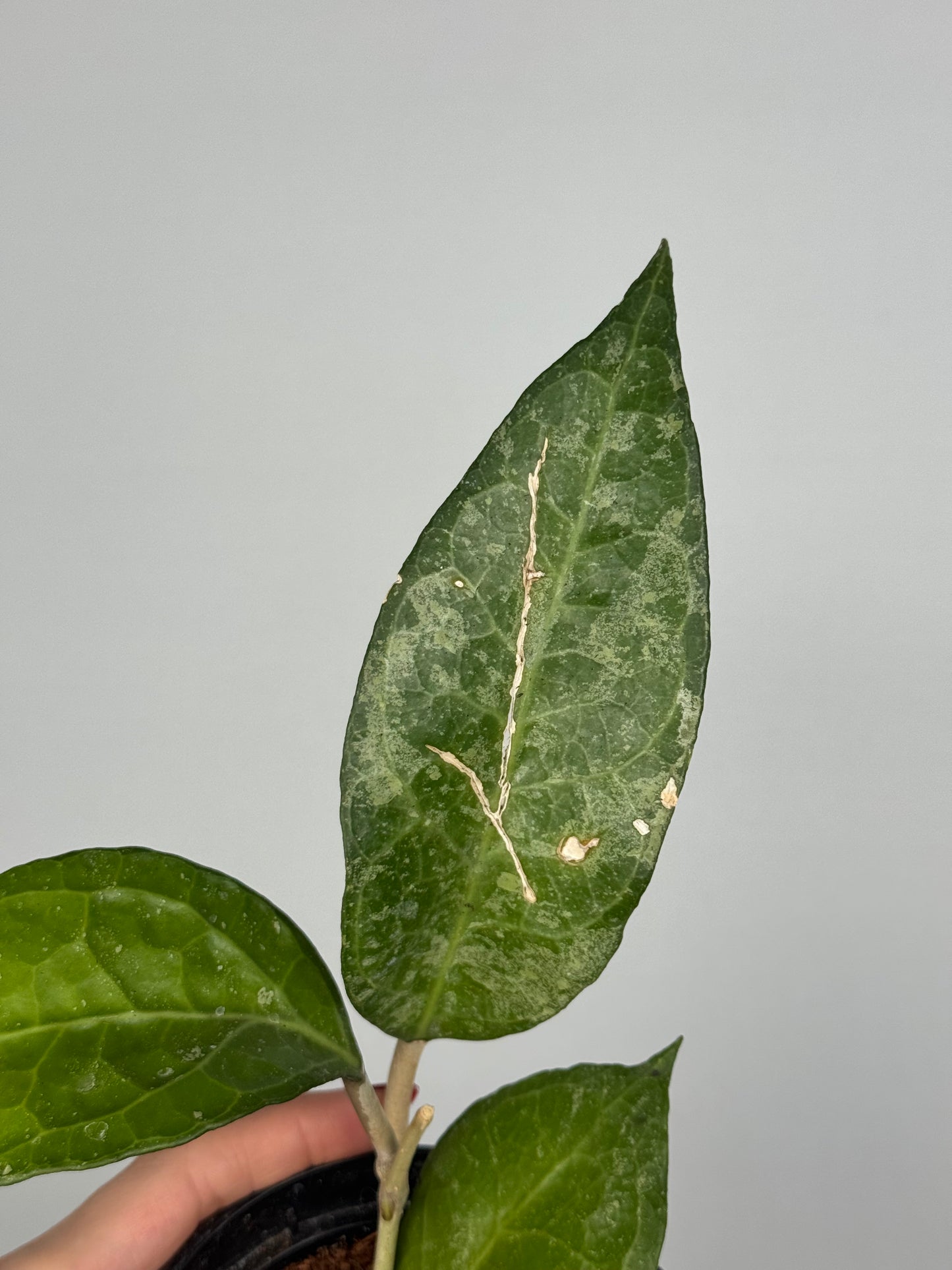 Hoya Verticillata “Wayang Splash” | Chloris