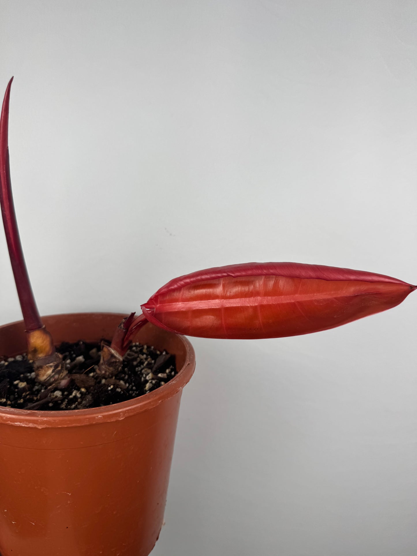 Philodendron “Prince of Orange” | Gianluca