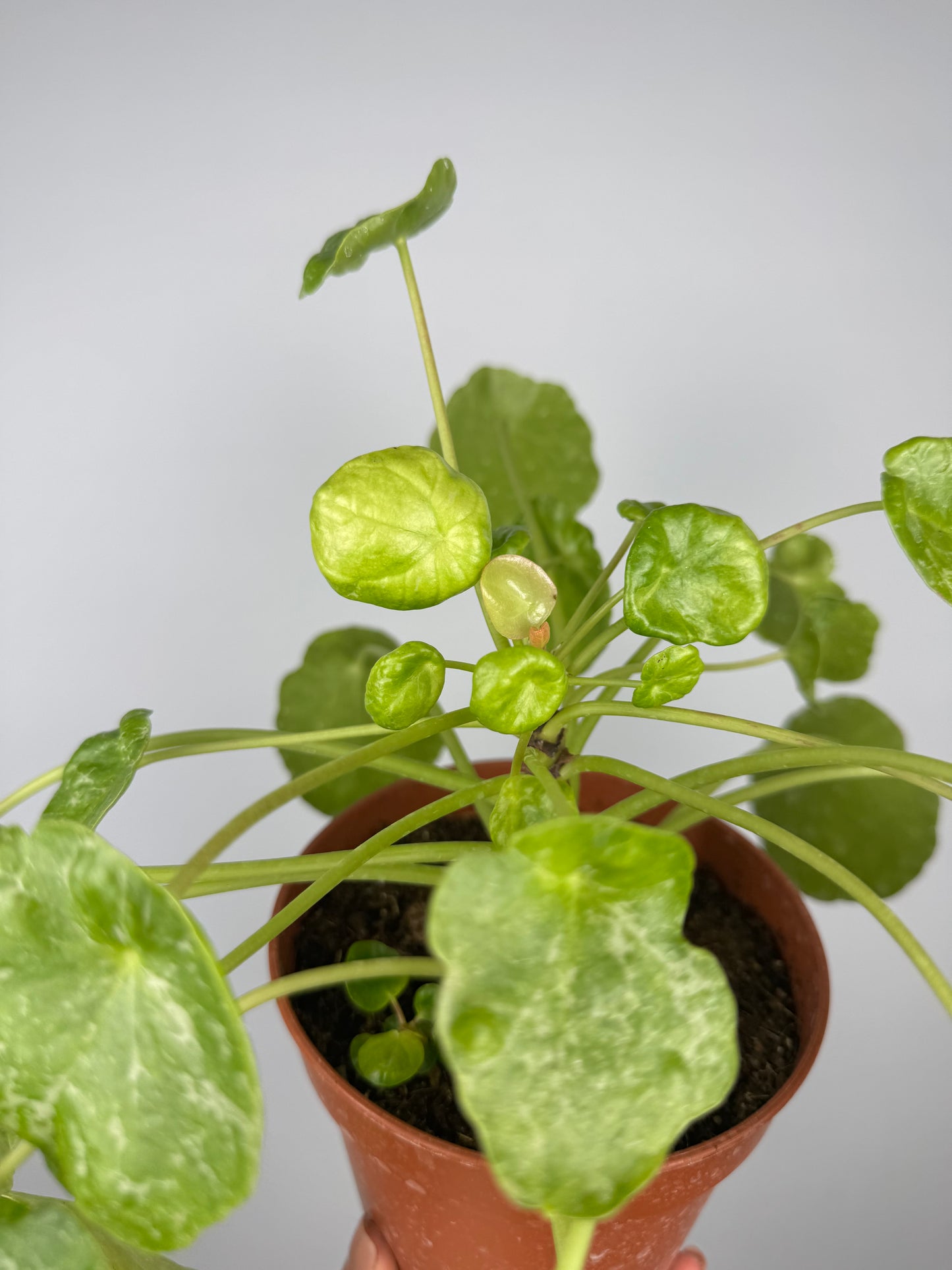 Pilea Peperomioides “Sugar” | Lana