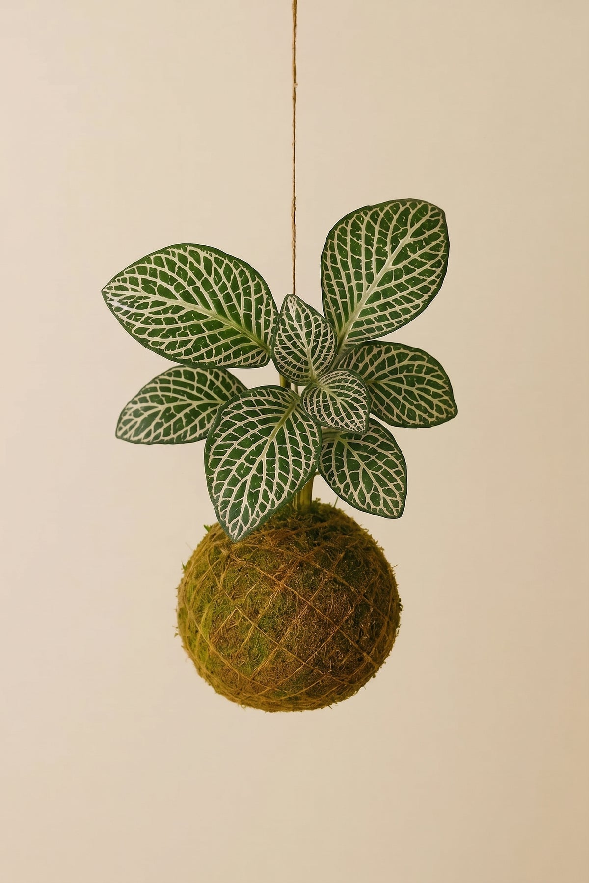 Baby Kokedama | Fittonia White Tiger