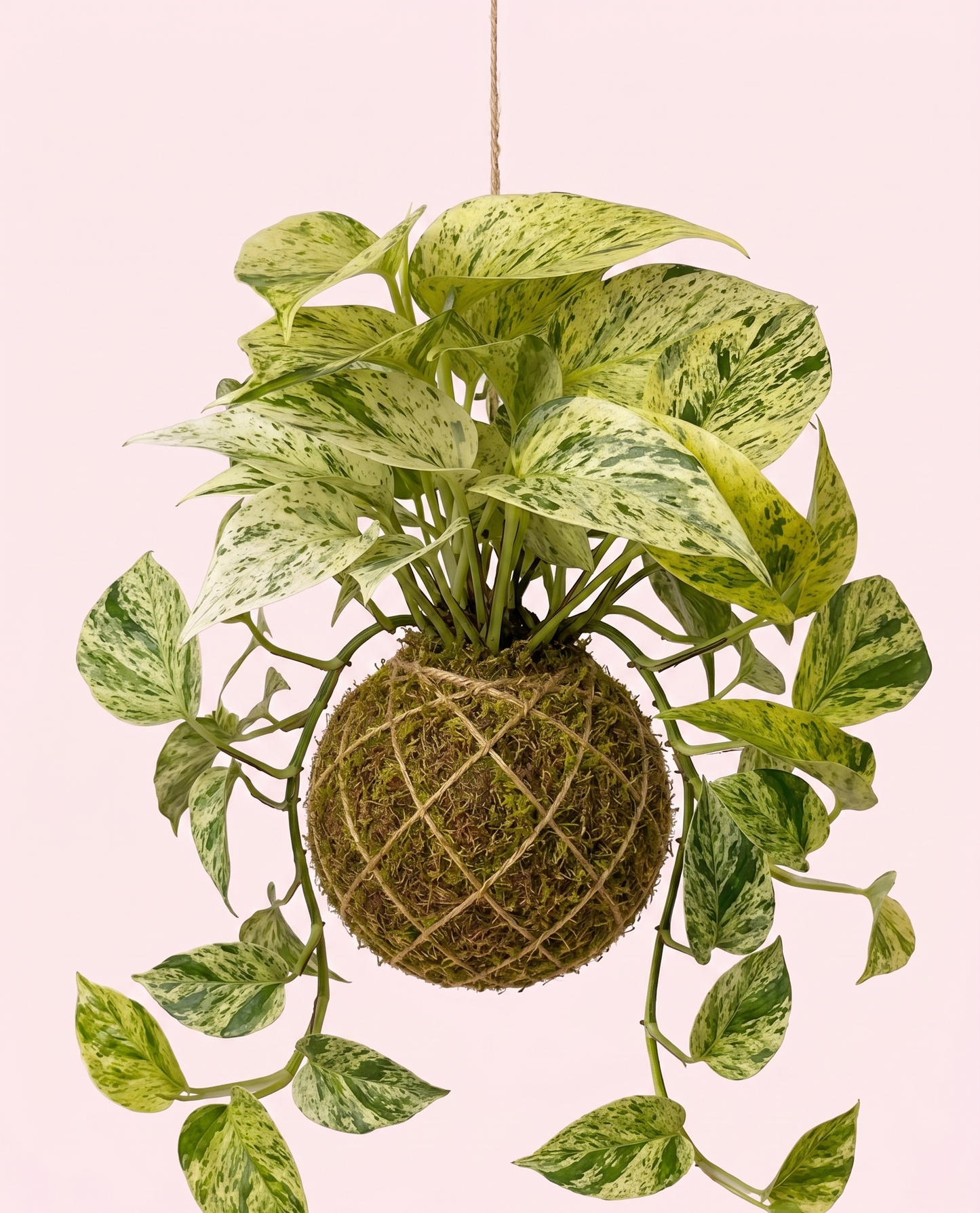 Kokedama | Epipremnum pinnatum 'Snow Leopard' Kokedama Tropical Corner