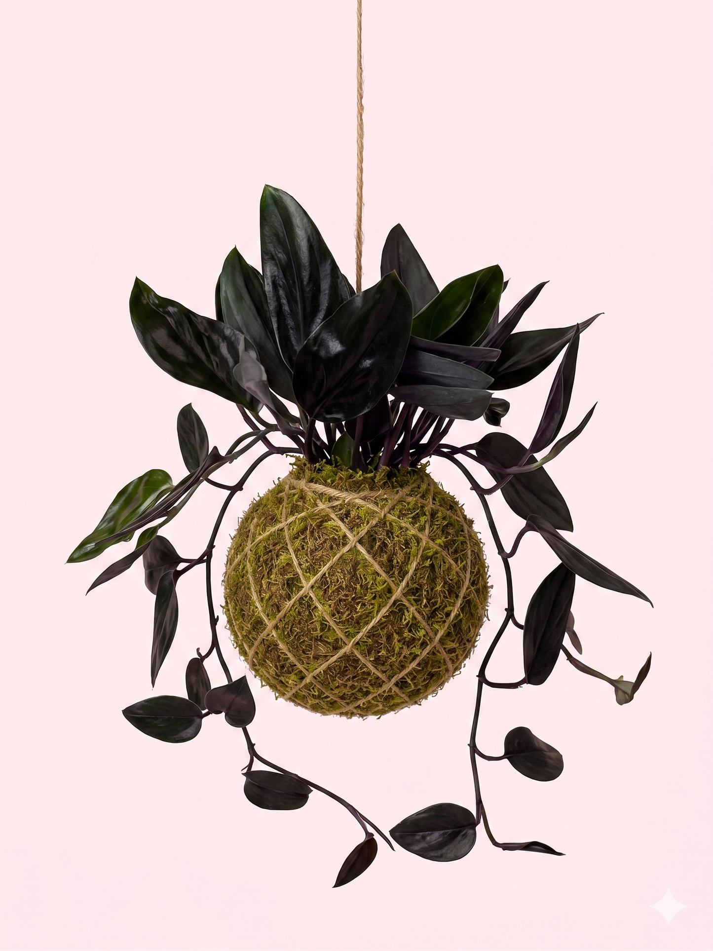Kokedama | Scindapsus Treubii 'Dark Form'