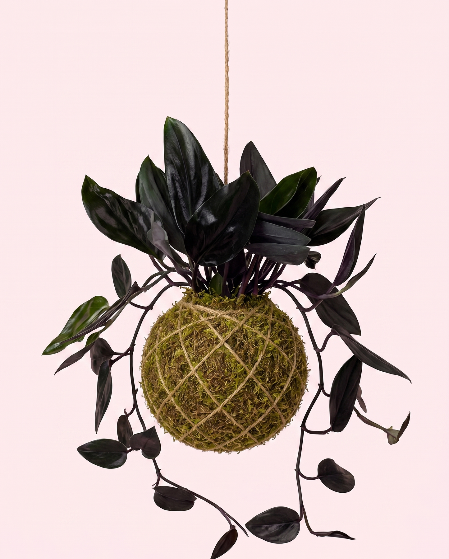 Kokedama | Scindapsus Treubii 'Dark Form' Kokedama Tropical Corner