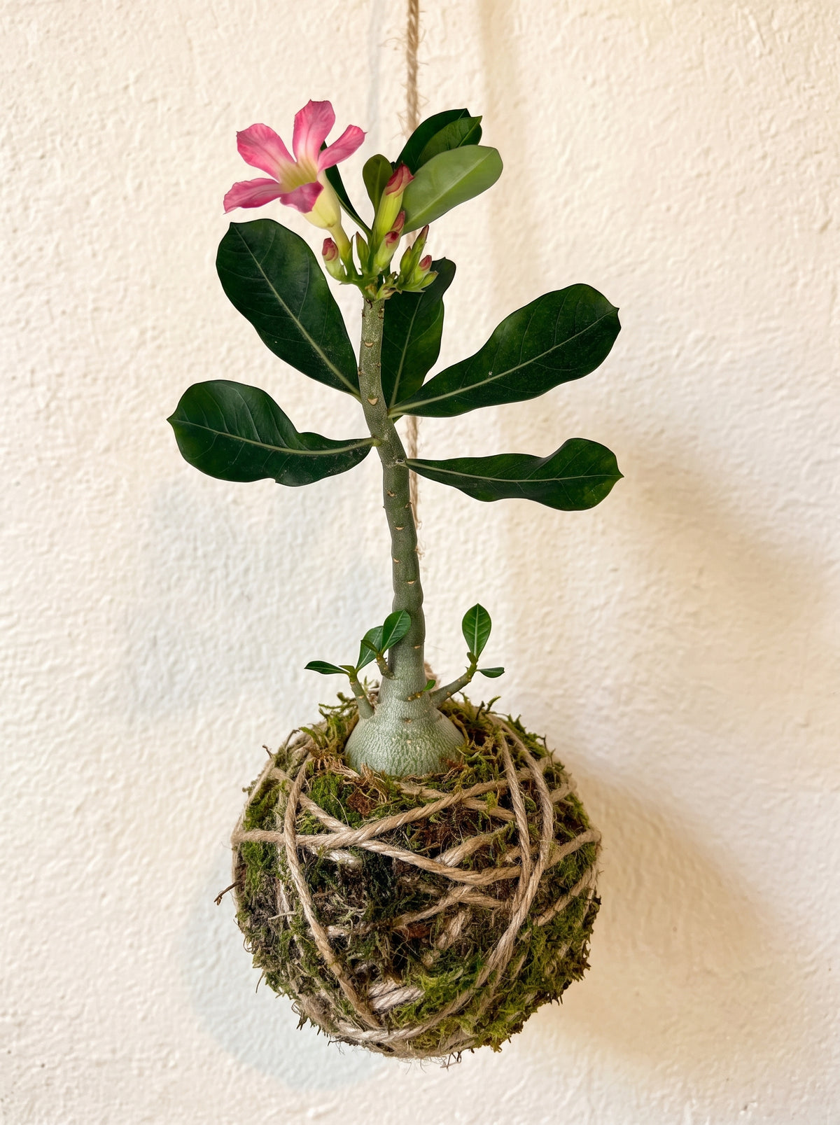 Kokedama | Adenium Obesum