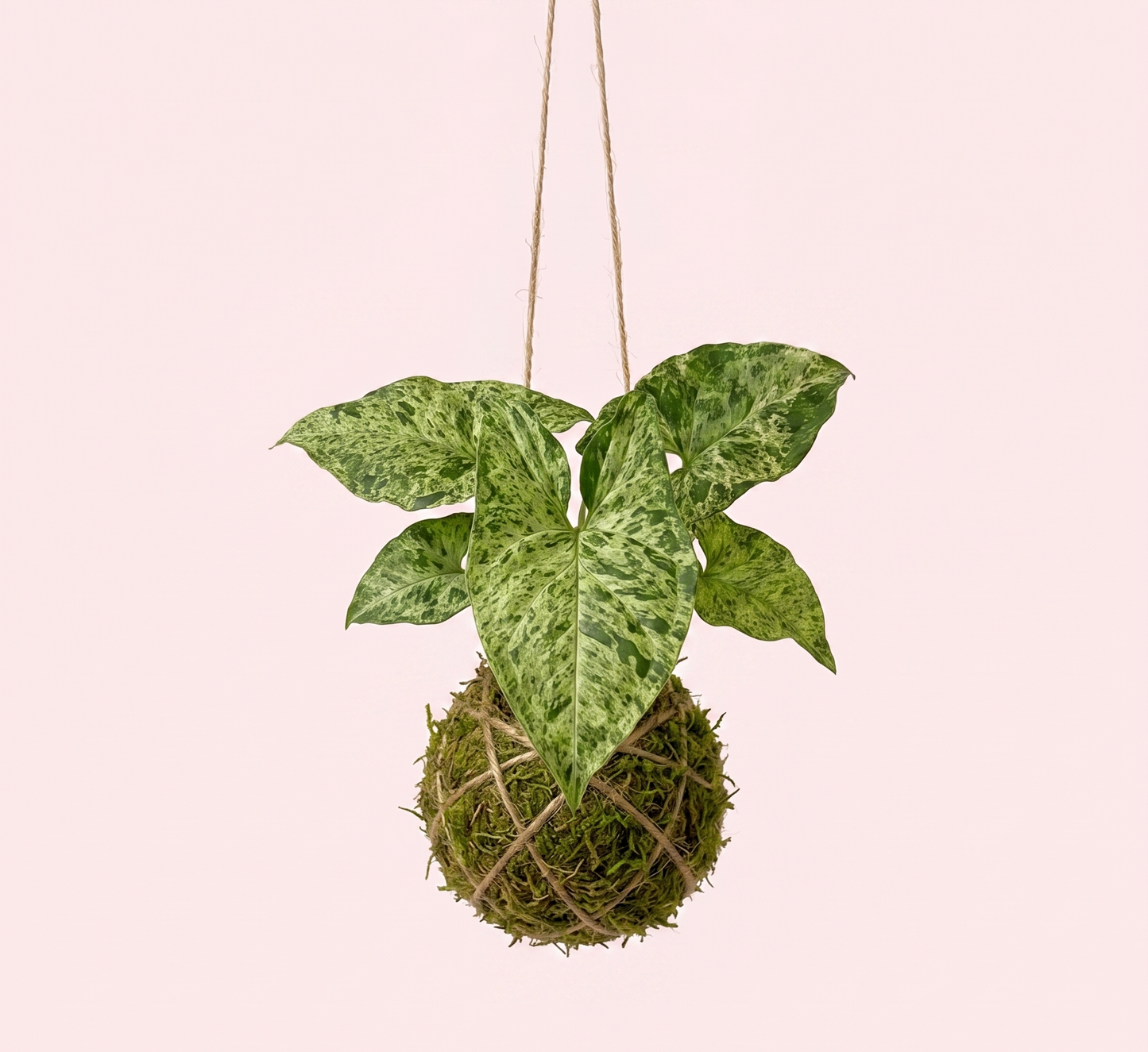 Baby Kokedama | Syngonium 'Mottled Mojito' Baby Kokedama Tropical Corner