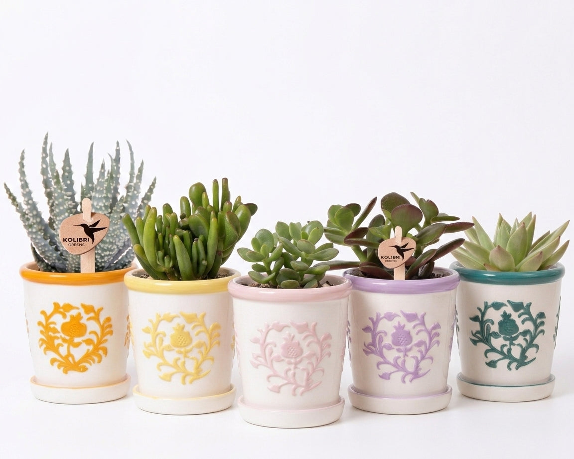 SuccuSet 'Malaga pot' Succuset Tropical Corner